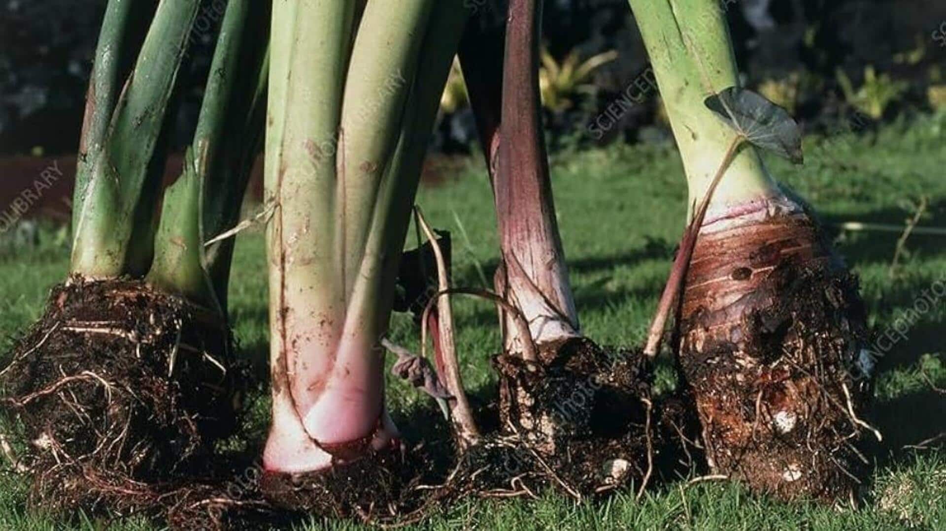 ประโยชน์ด้านความงามของก้านเผือกเพื่อผิวสวยกระชับ