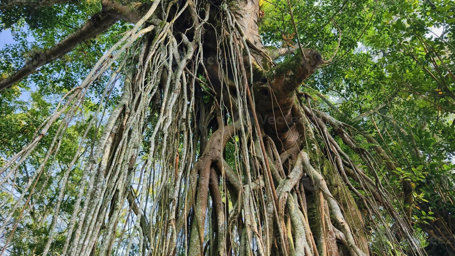 รากอากาศต้นไทร: เคล็ดลับผิวกระชับที่ไม่ควรพลาด