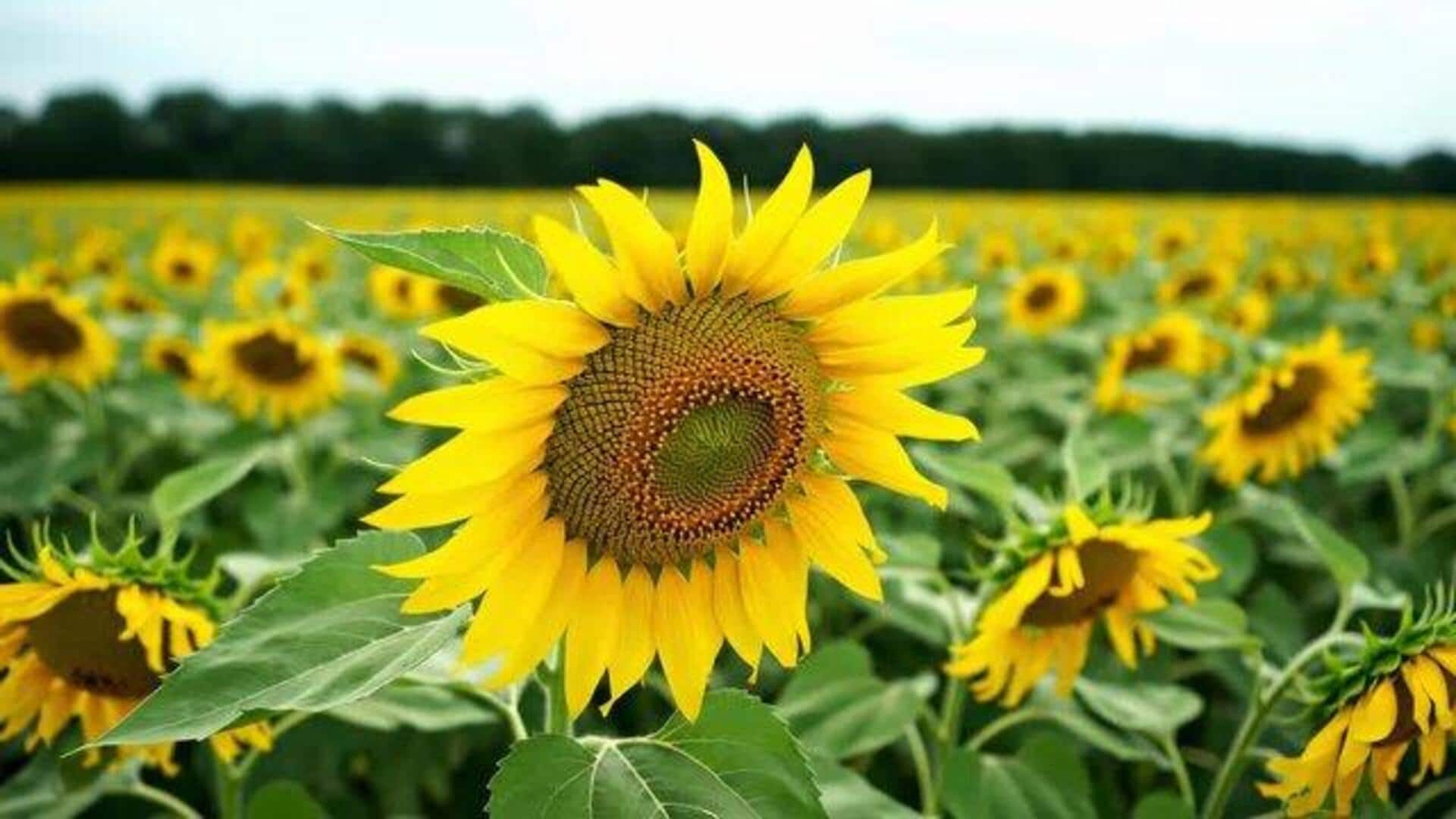 กลีบดอกทานตะวัน: ประโยชน์ความงามเพื่อผิวและเส้นผม