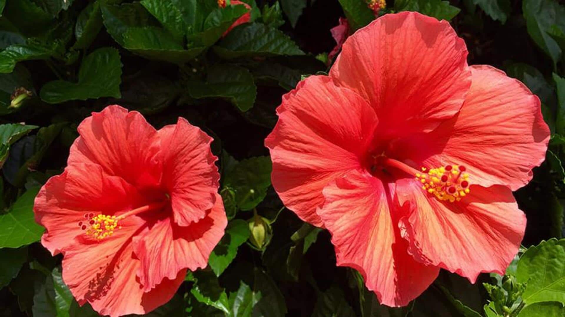 ประโยชน์ความงามของกลีบดอกชบาเพื่อผิวสวยเปล่งปลั่ง