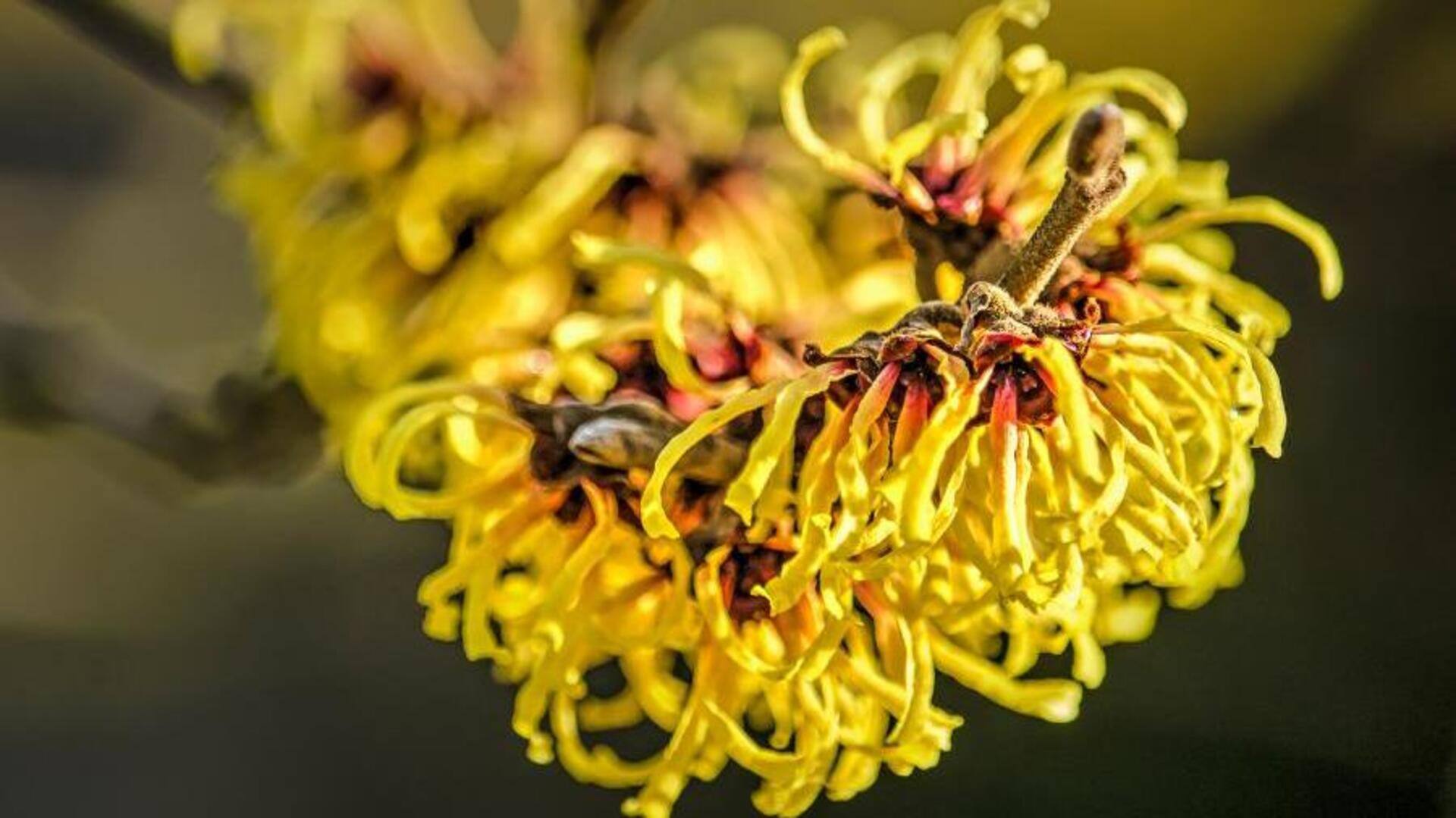 วิชฮาเซล: วิธีธรรมชาติในการกระชับรูขุมขนบนผิว