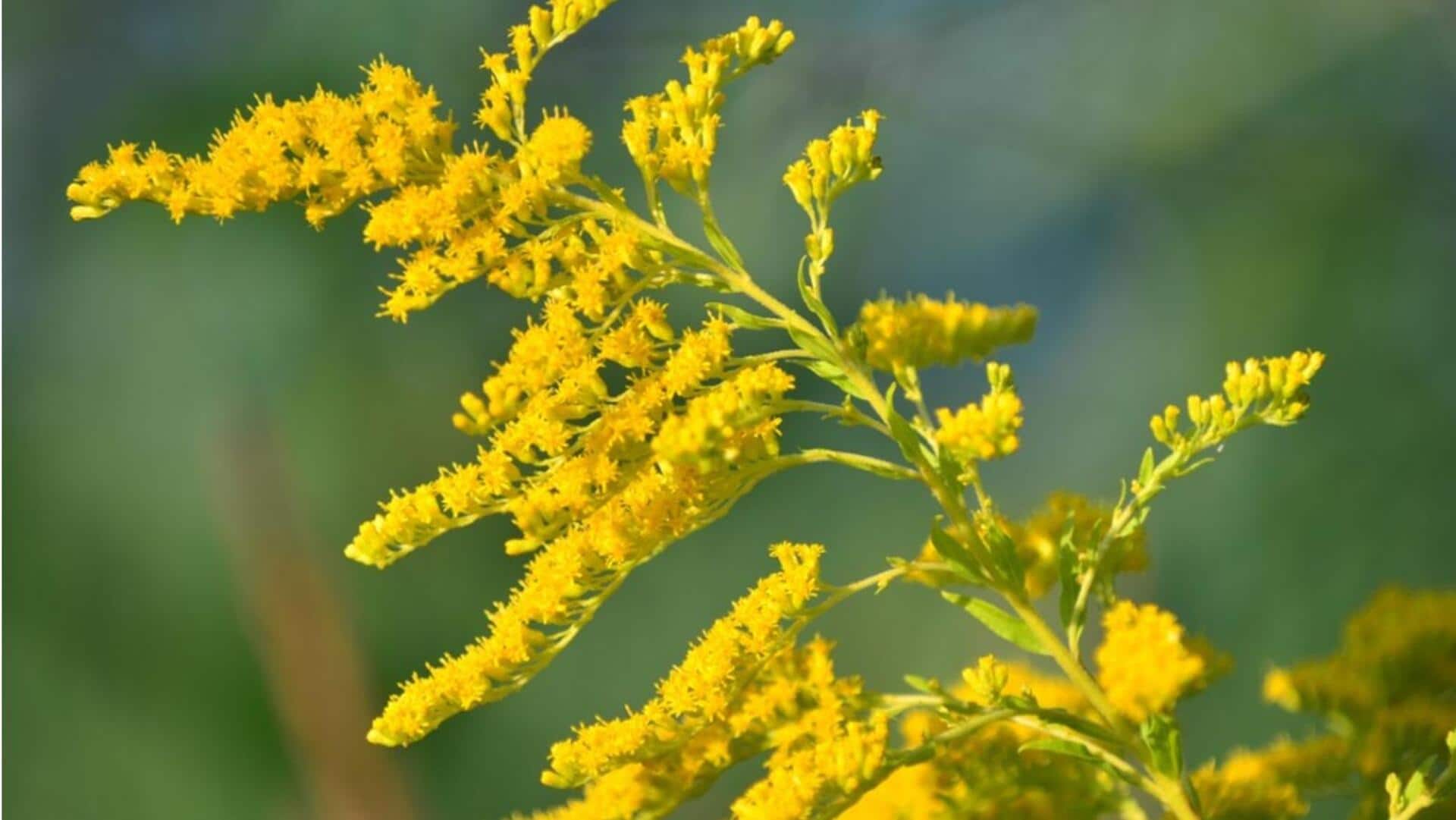 ประโยชน์ของโกลเด้นรอด (Goldenrod ) เพื่อผิวสุขภาพดี