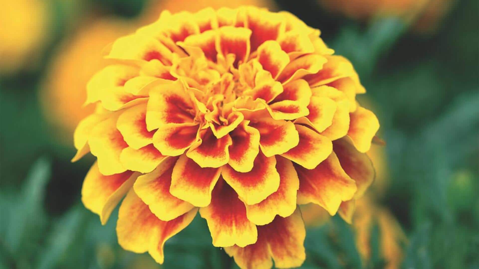 กลีบดอกดาวเรือง: เคล็ดลับความงามโบราณเพื่อผิวสวยเรียบเนียน