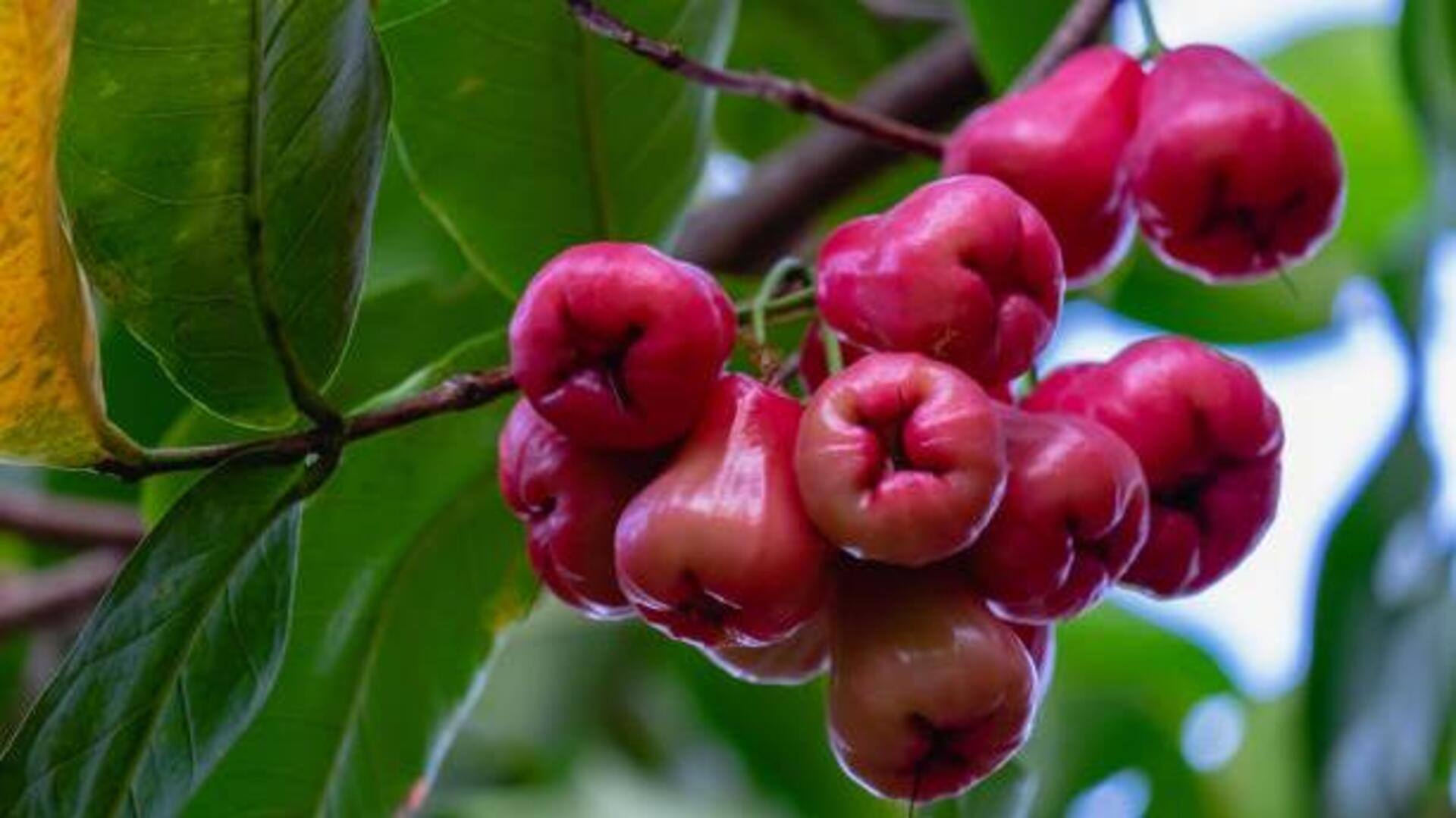 ผลชมพู่: เสริมความงามด้วยผลิตภัณฑ์ท้องถิ่น