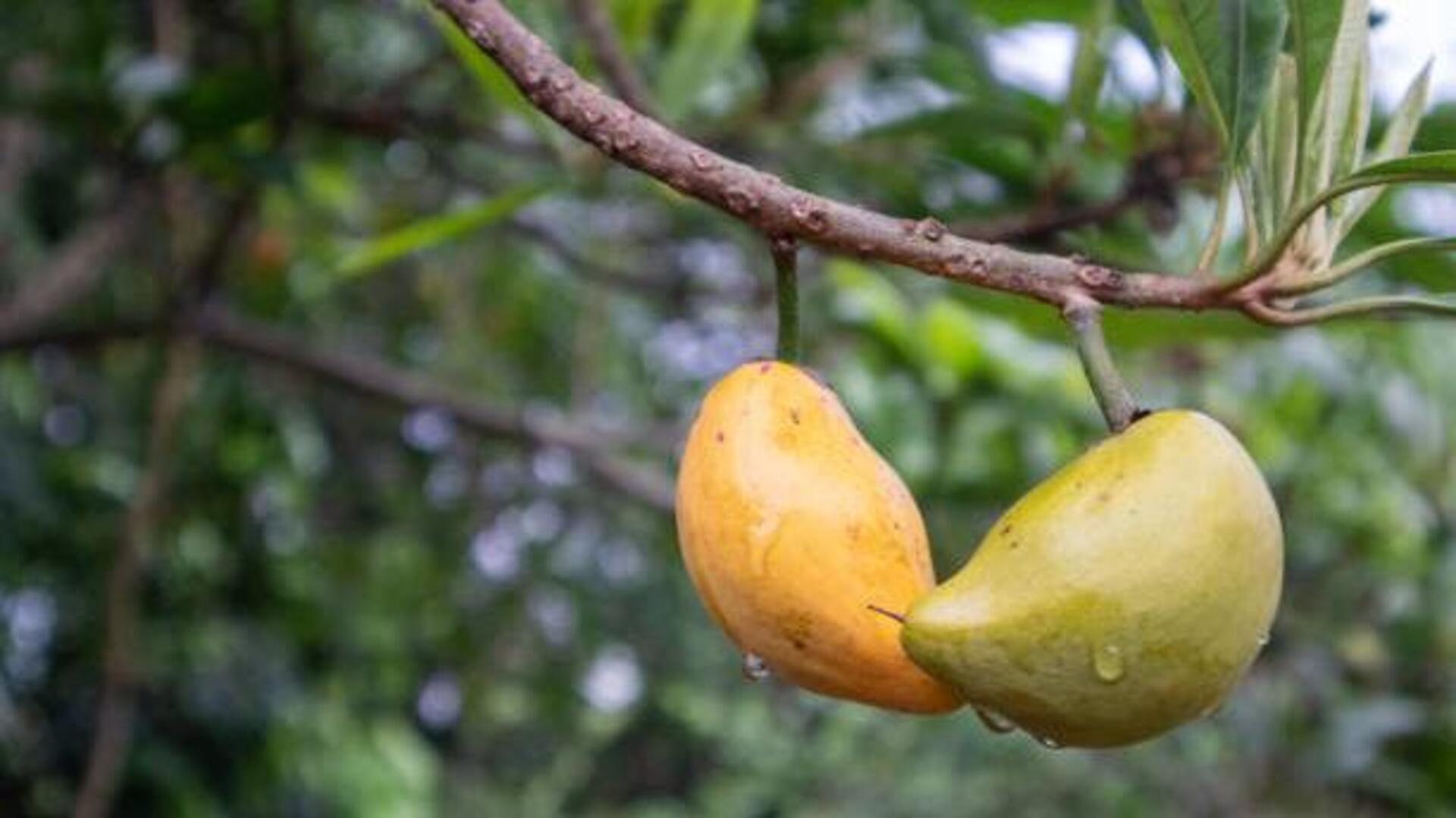 น้ำมันซาโปเต้: 5 คุณประโยชน์เพื่อผิวสุขภาพดี