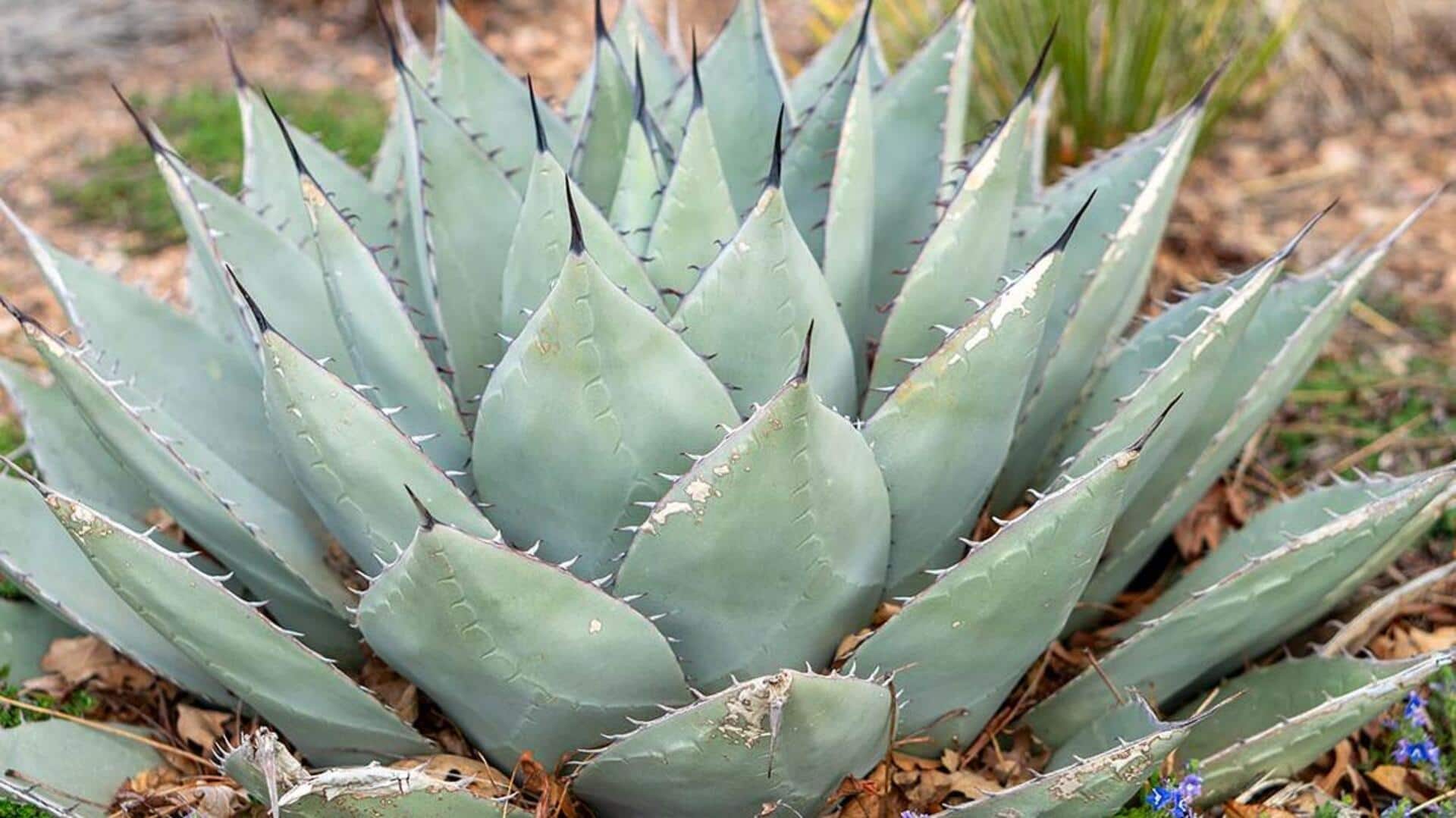 ประโยชน์ความงามของอะกาเว่เพื่อผิวสวยเปล่งปลั่ง