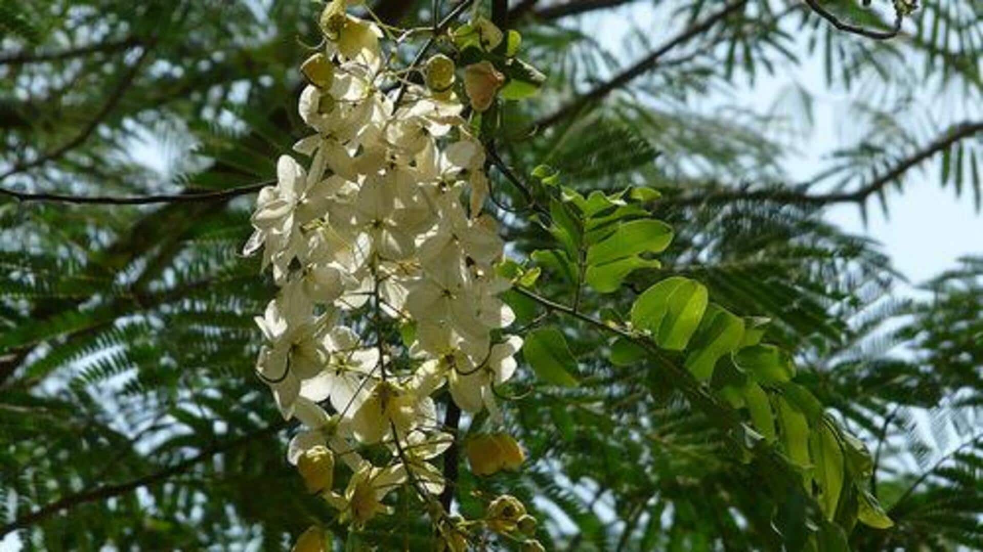 ใบขี้เหล็กขาว: ประโยชน์เพื่อความงามที่คุณควรรู้