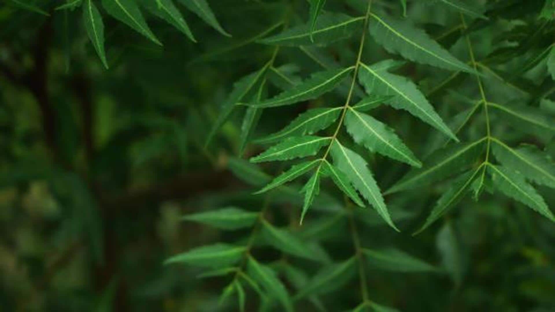 ใบสะเดา: พลังธรรมชาติเพื่อผิวใสไร้ที่ติ