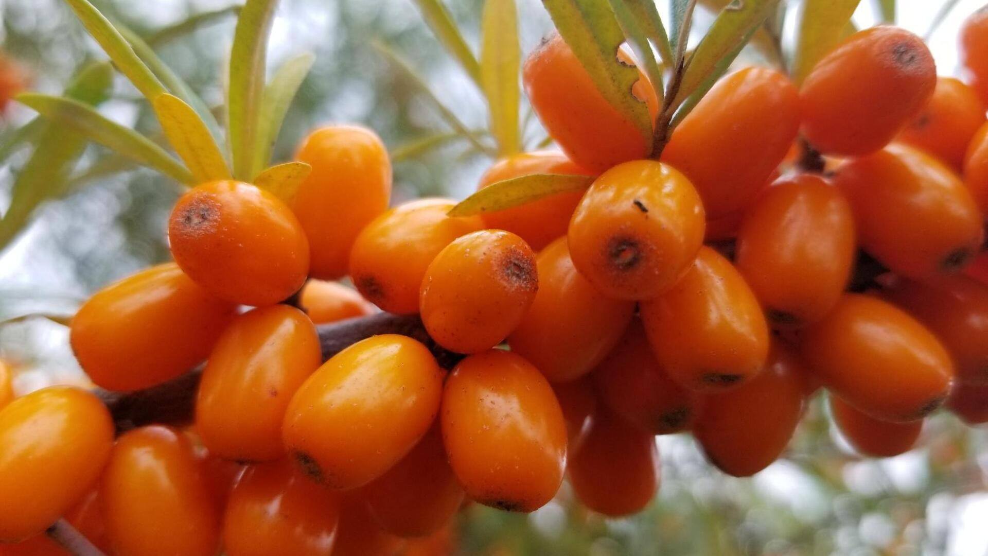 ซีบัคธอร์น: เสริมสร้างความยืดหยุ่นให้ผิวอย่างเป็นธรรมชาติ