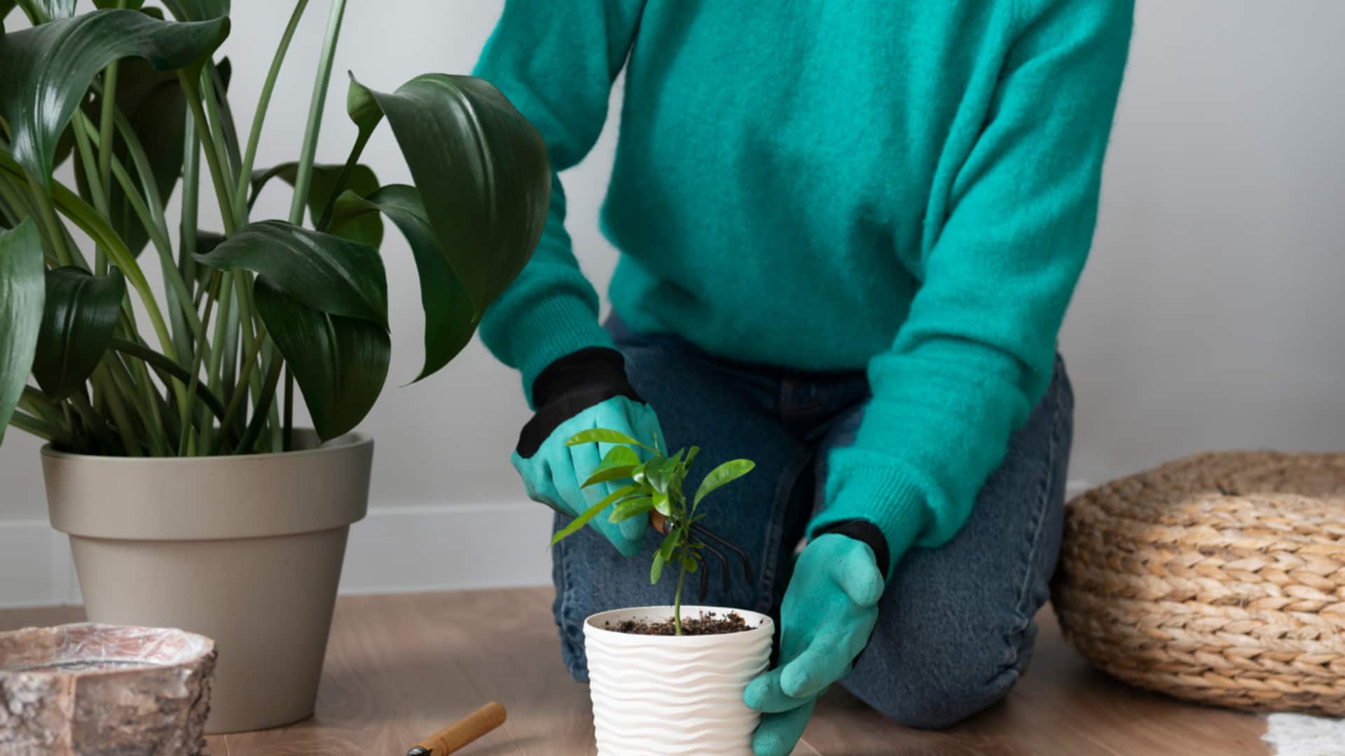 เพิ่มสมาธิด้วยการดูแลต้นไม้ในบ้าน