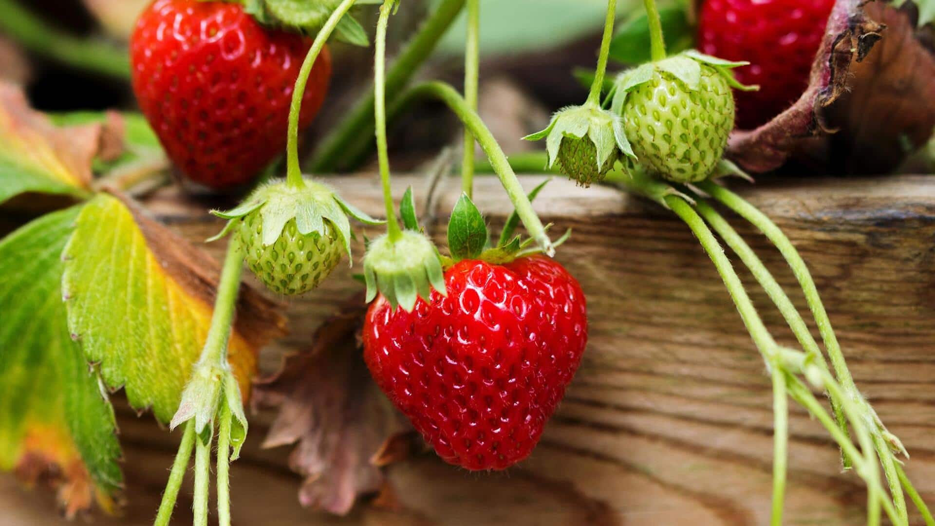 เมล็ดสตรอเบอร์รี่: ประโยชน์ในการขัดผิวอย่างอ่อนโยน เมล็ดสตรอเบอร์รี่: ประโยชน์ในการขัดผิวอย่างอ่อนโยน