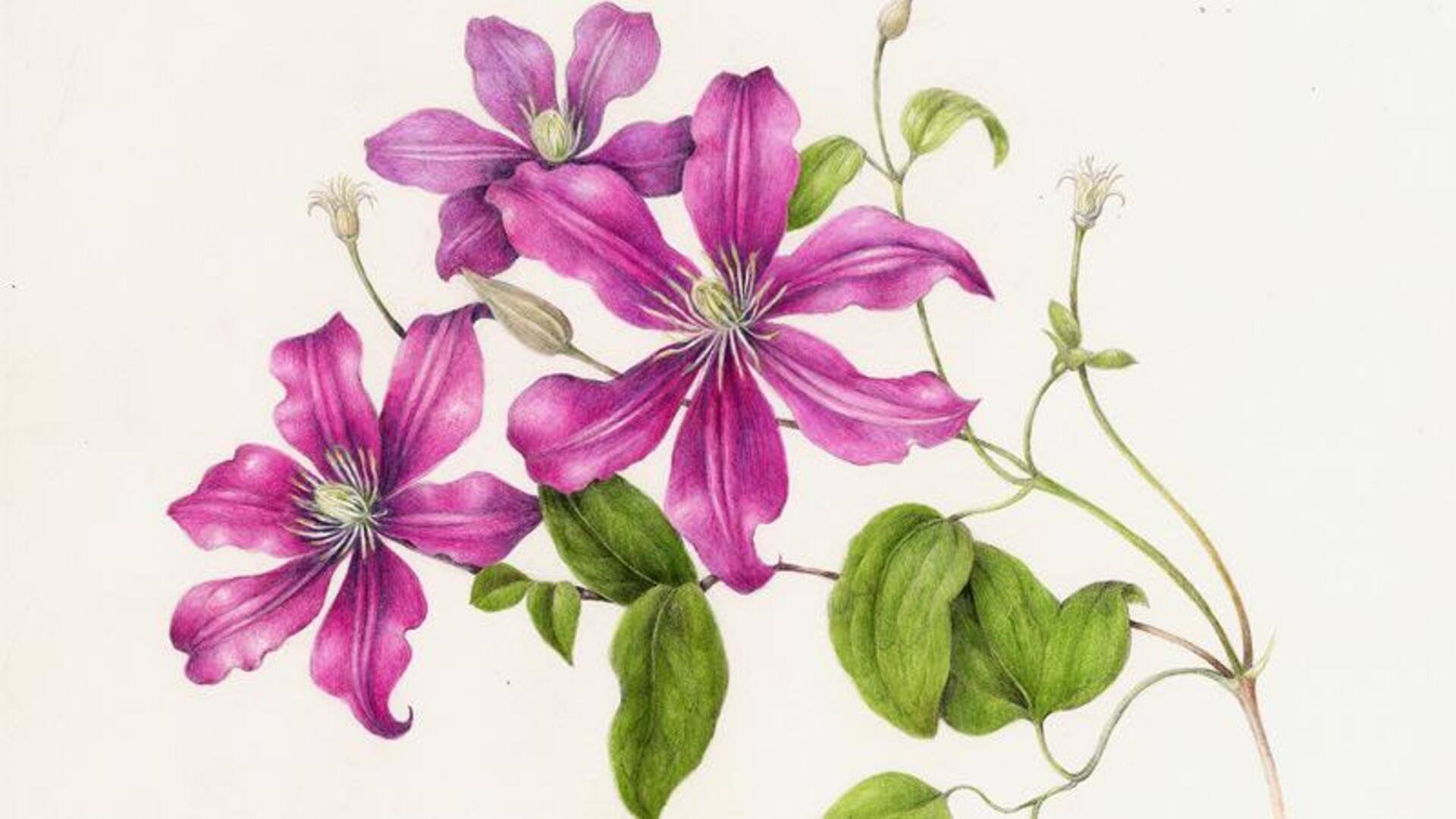 ผ่อนคลายความเครียดด้วยการวาดภาพพฤกษศาสตร์
