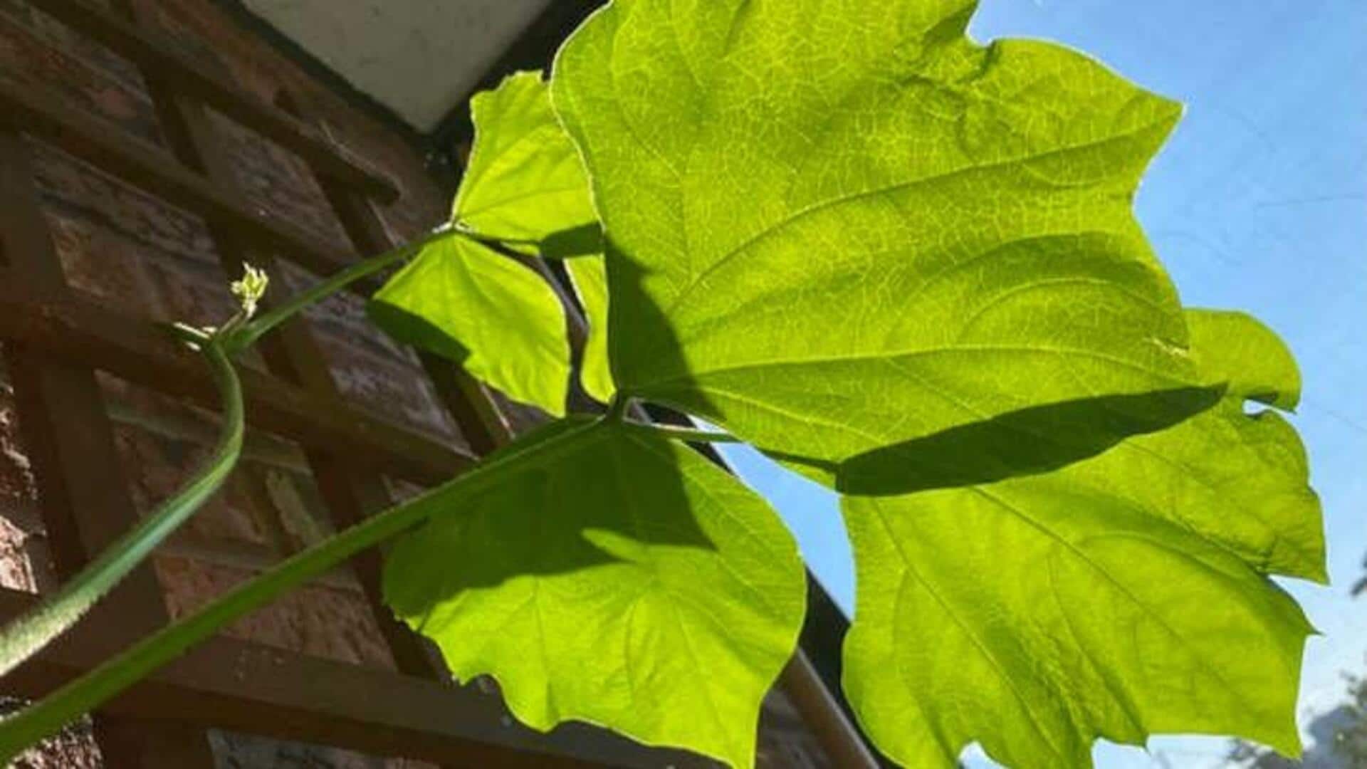 ใบมันแกว: เคล็ดลับความงามจากธรรมชาติเพื่อผิวสดใส