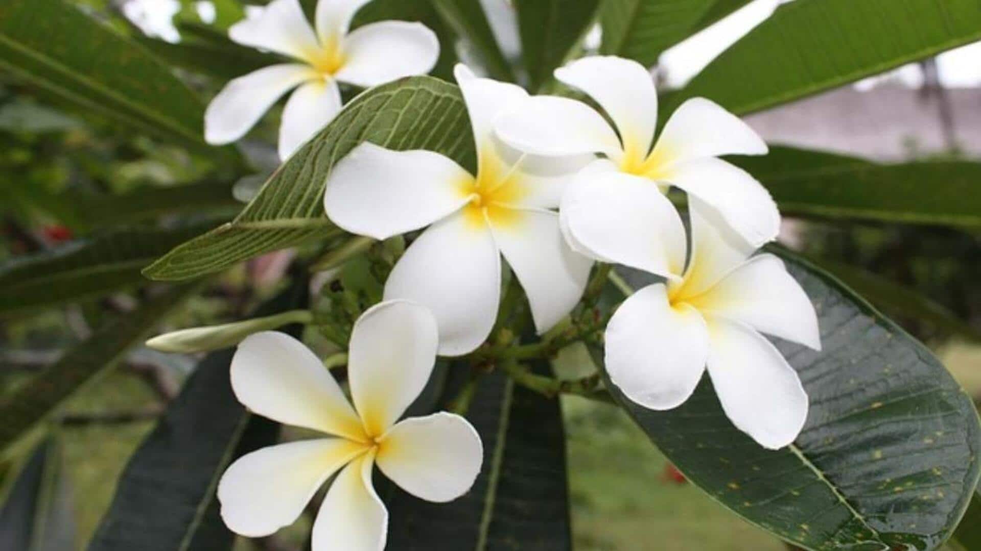 ดอกลีลาวดี: เคล็ดลับธรรมชาติสู่ผิวสวยเปล่งประกาย