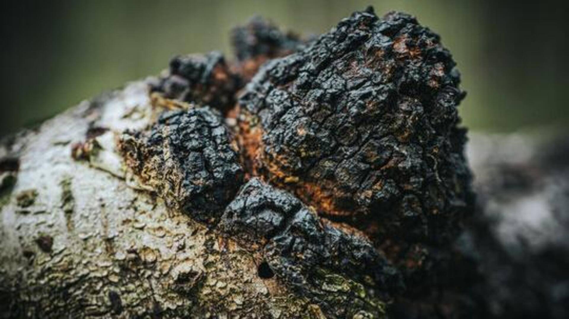 เห็ดชาก้า: เผยประโยชน์ด้านความงามเหนือความคาดหมายเพื่อผิวสวย