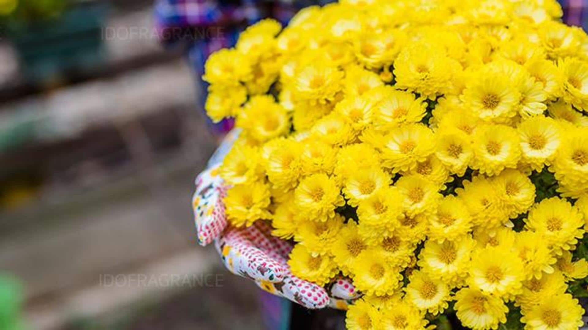 ดอกเก๊กฮวย: ประโยชน์เพื่อผิวเรียบเนียนและเปล่งประกาย