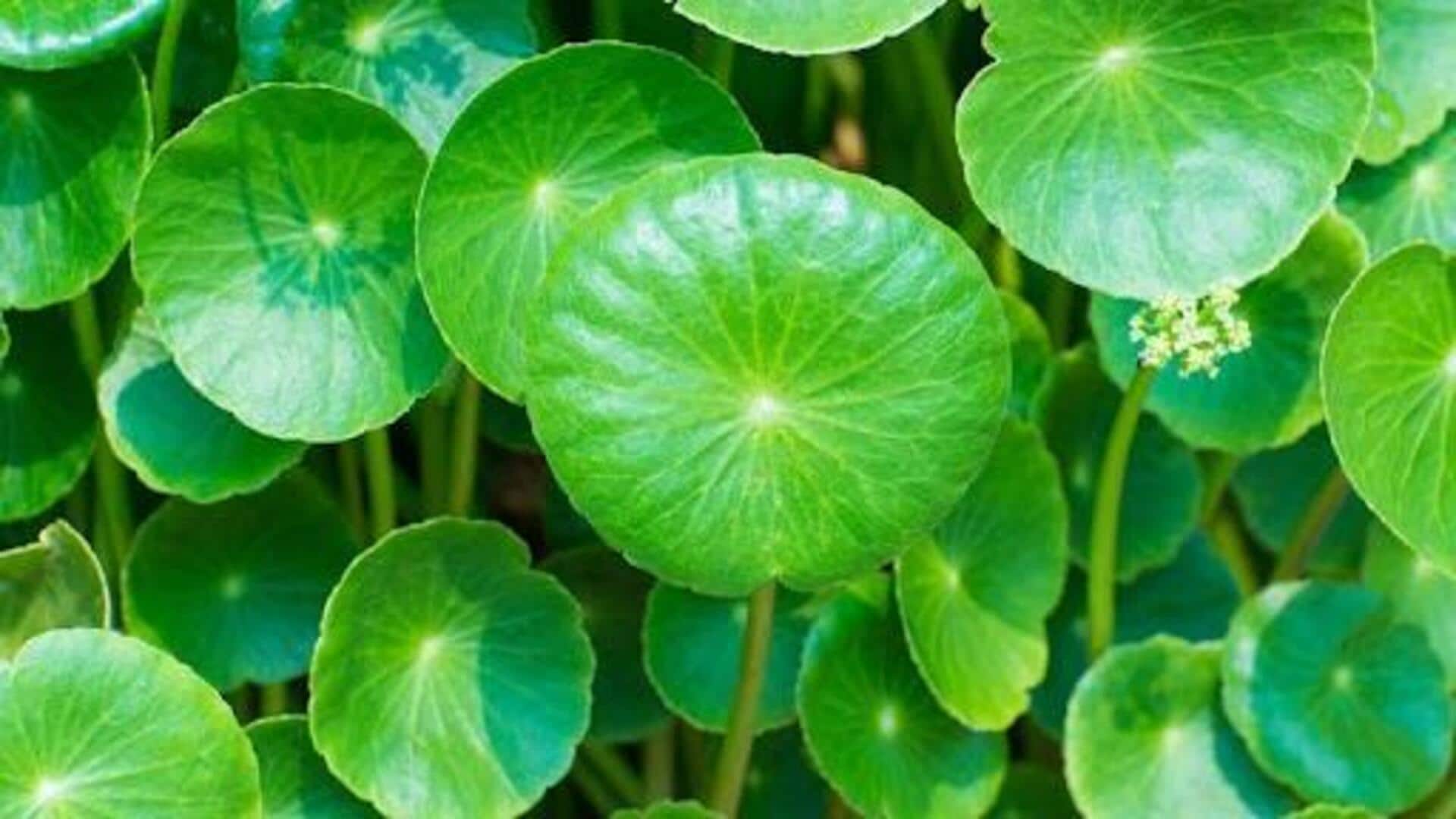 เผยเคล็ดลับความงามของใบบัวบกเพื่อผิวสวยเปล่งปลั่ง เผยเคล็ดลับความงามของใบบัวบกเพื่อผิวสวยเปล่งปลั่ง