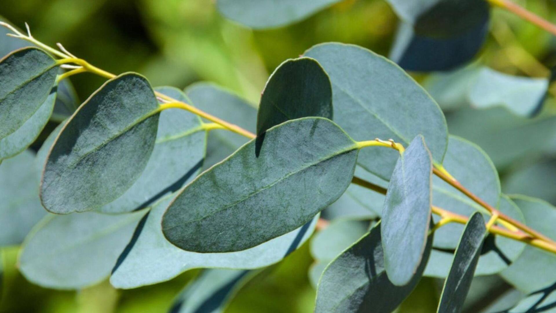 ใบยูคาลิปตัส: ประโยชน์ความงามที่คุณอาจไม่เคยรู้เพื่อผิวเปล่งปลั่ง