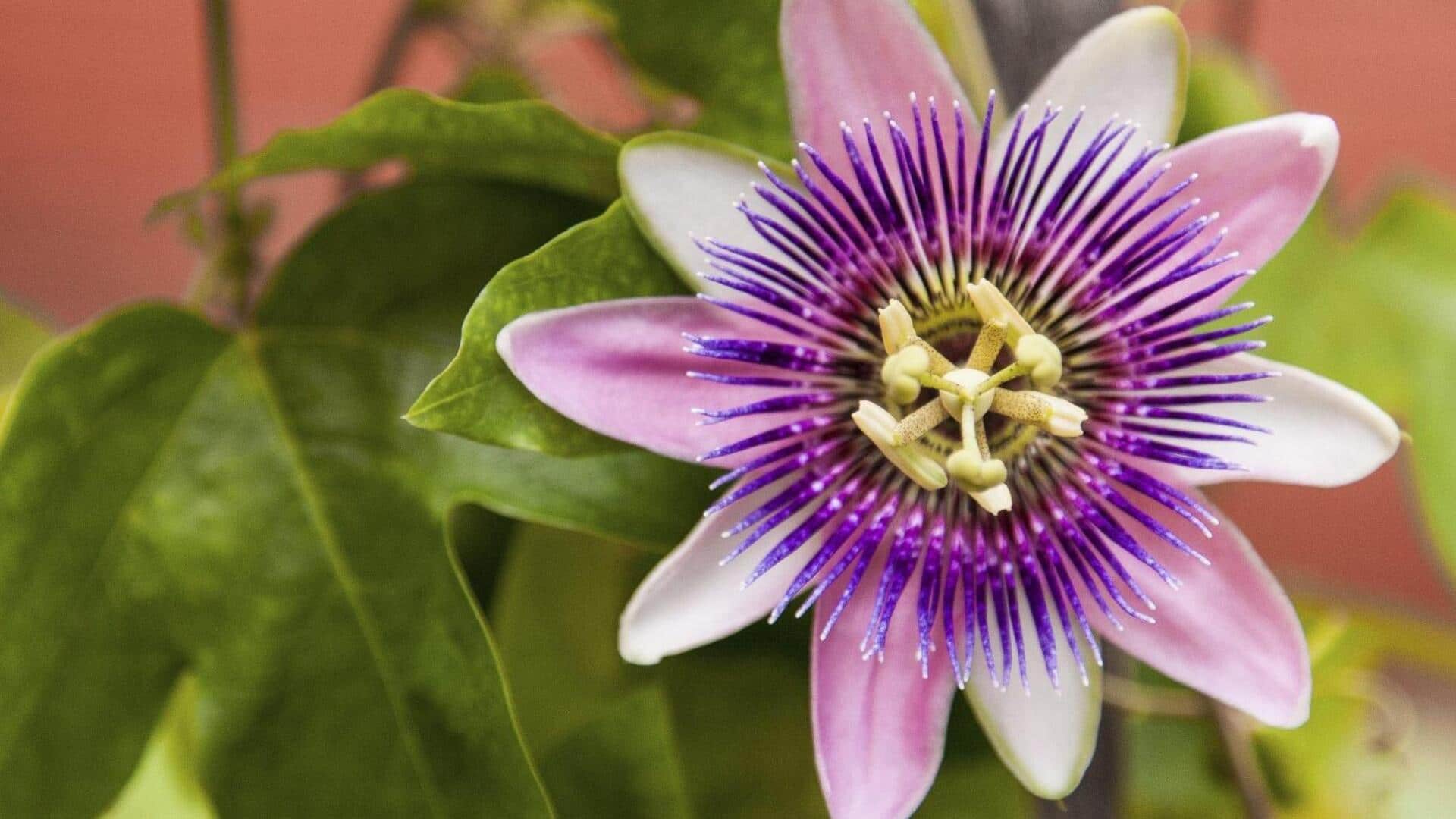 ดอกพาสชั่นฟลาวเวอร์: เผยเคล็ดลับความงามที่คุณอาจไม่เคยรู้