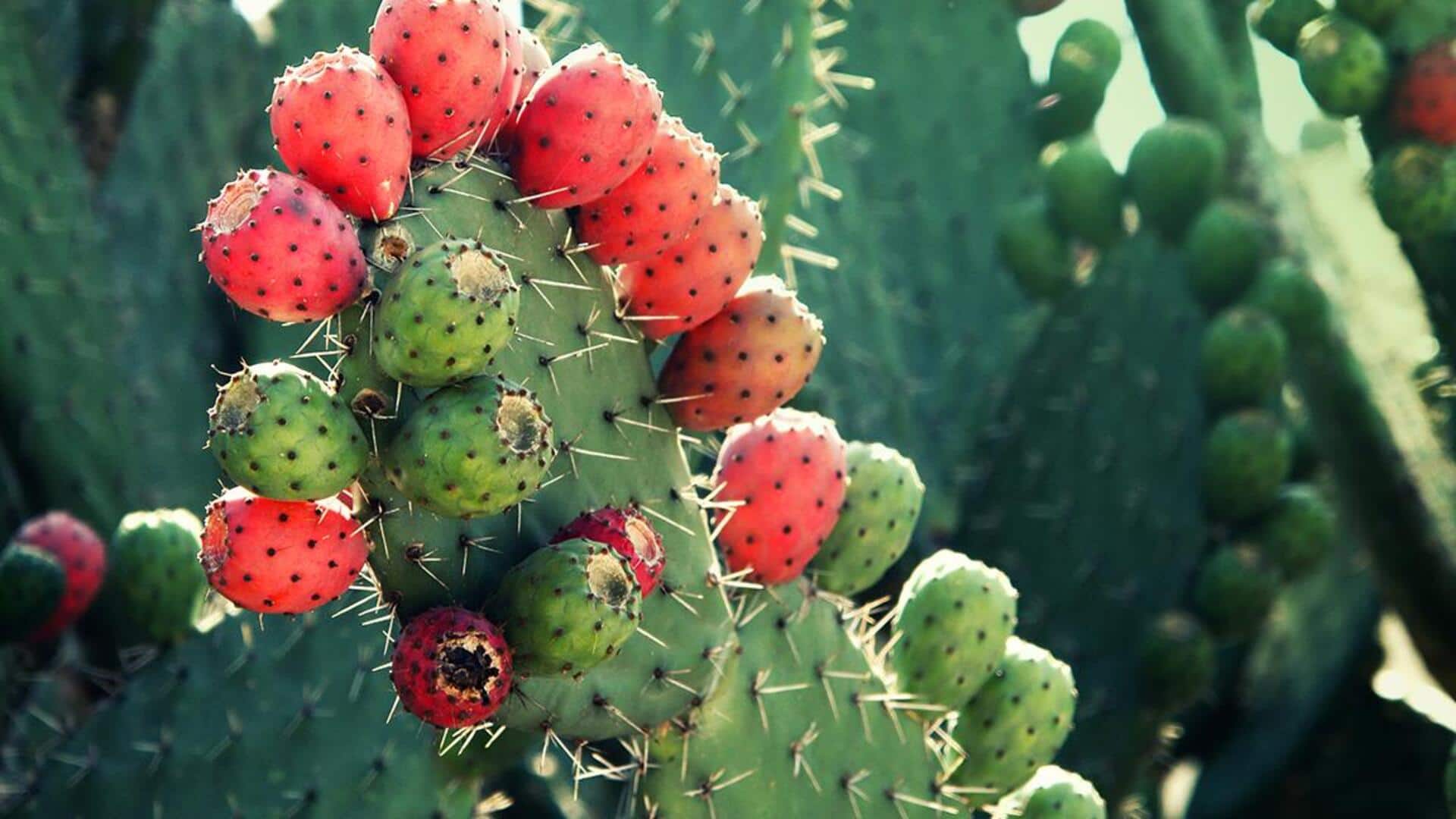 ประโยชน์ความงามของต้นกระบองเพชร