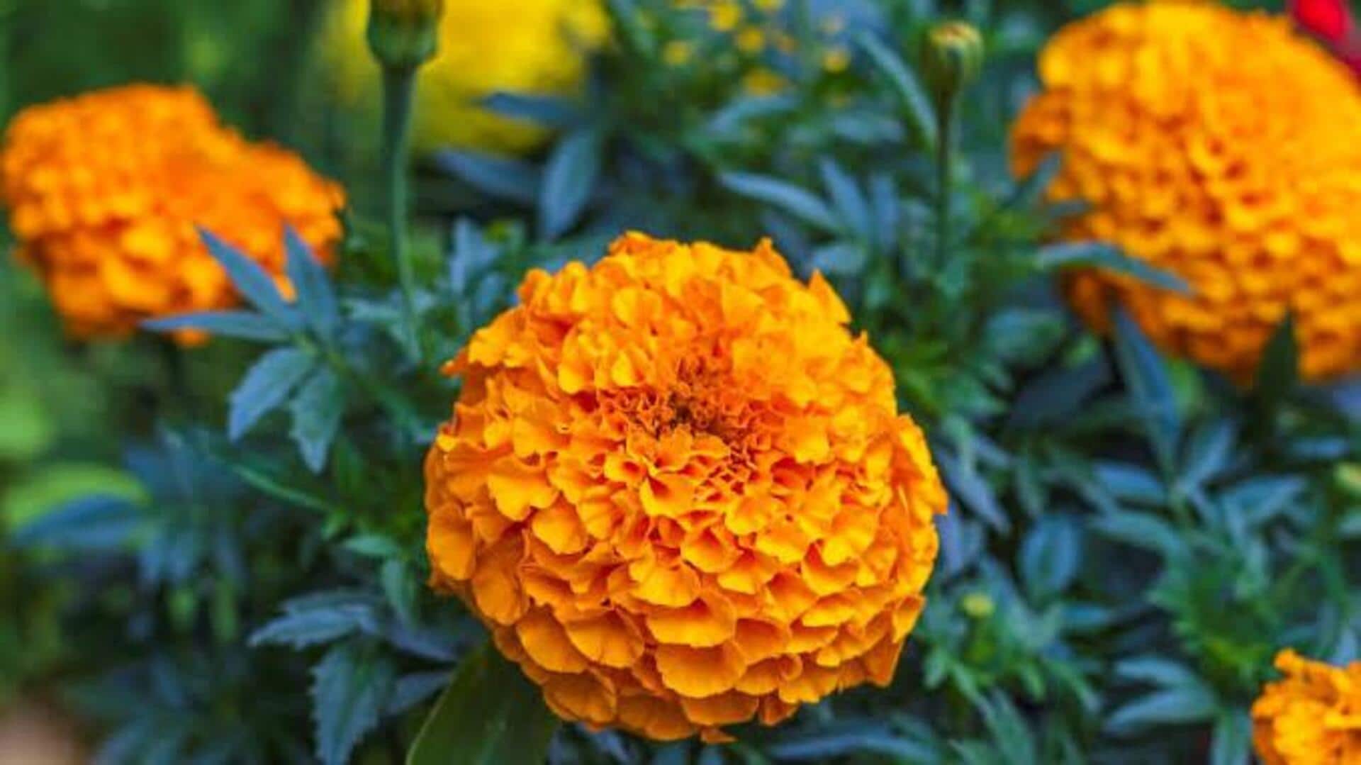 ดอกดาวเรือง: สมุนไพรฟื้นฟูผิวที่ได้รับการยืนยันจากกาลเวลา