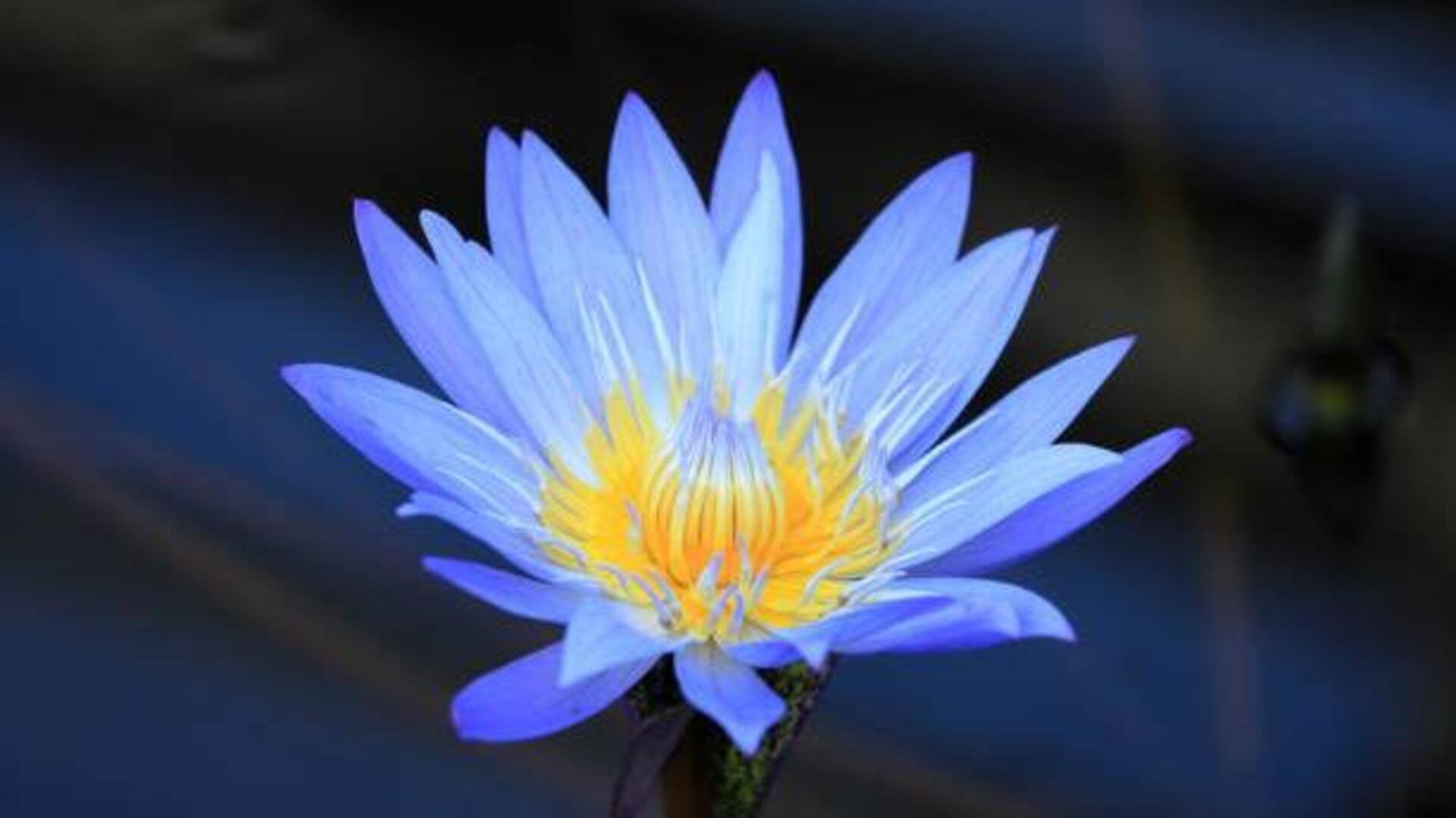 ดอกบัวสีน้ำเงิน: เคล็ดลับความงามเพื่อผิวกระจ่างใส