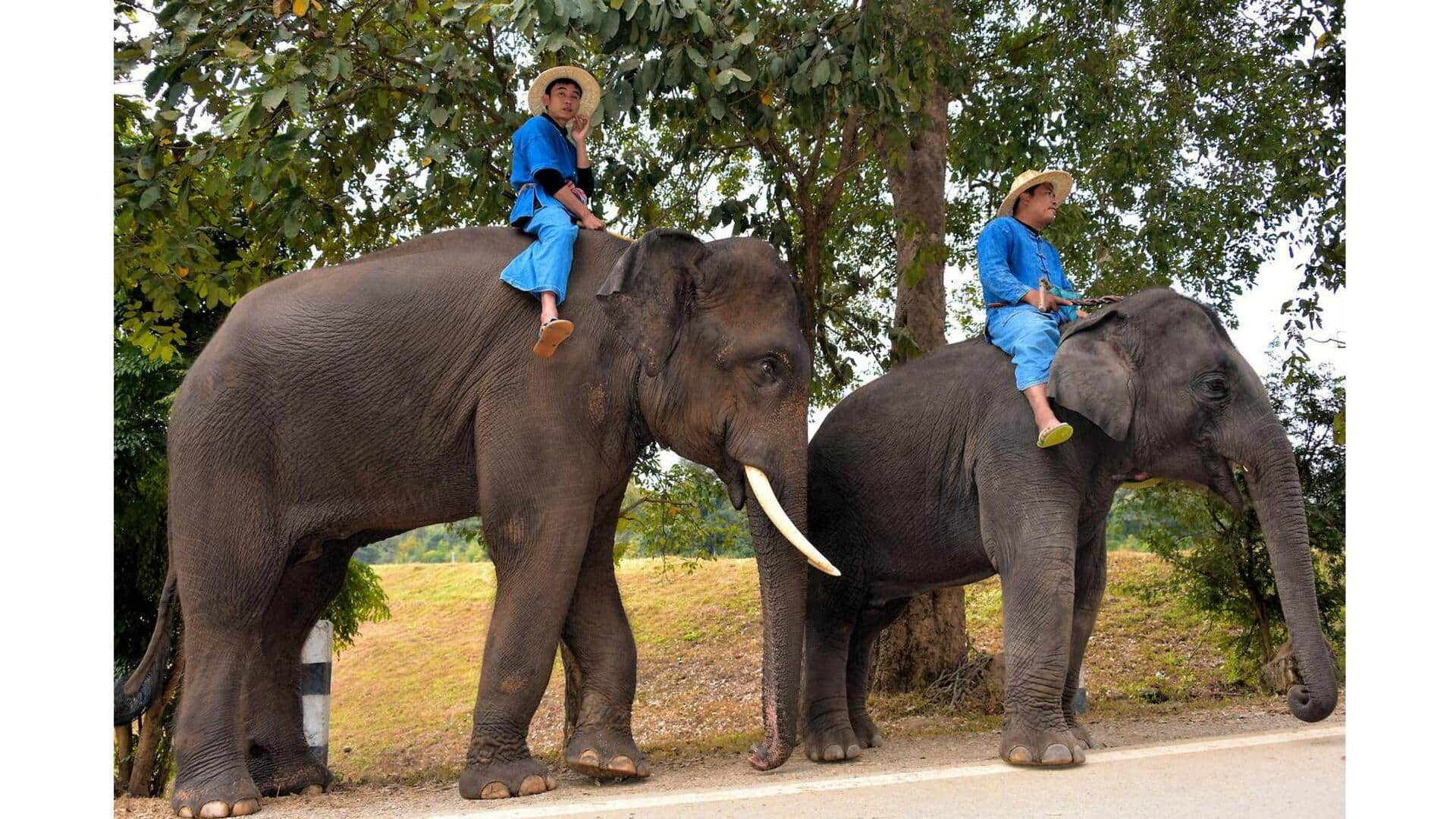 การฝึกความแข็งแรงสำหรับผู้ดูแลช้างไทย