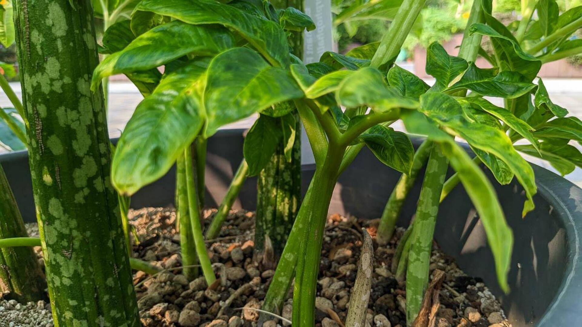 รากงวงช้าง: 5 ประโยชน์เพื่อผิวสวยอ่อนเยาว์