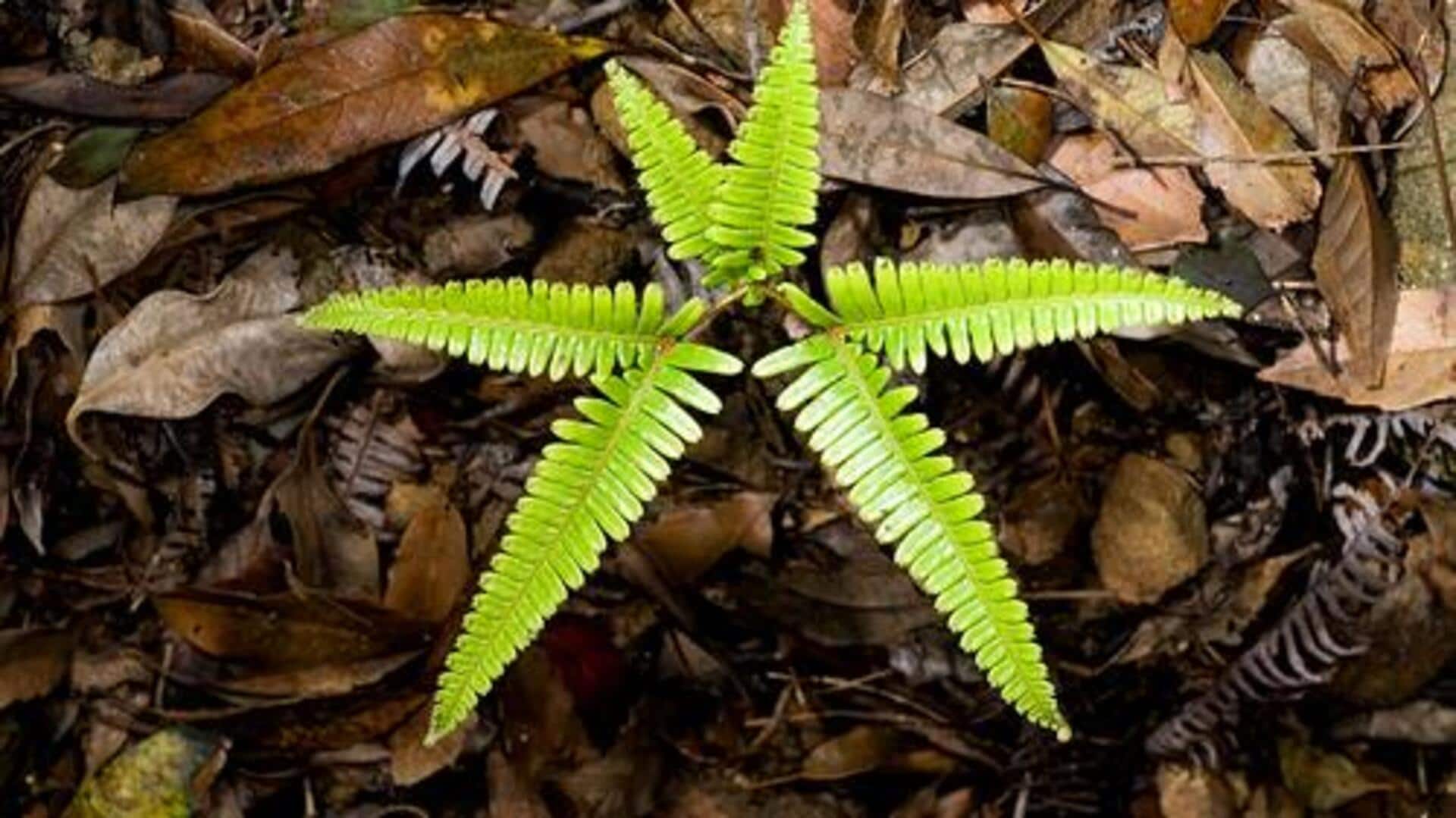 เฟิร์นหัวส้อม: เคล็ดลับความงามเพื่อผิวอ่อนเยาว์และกระจ่างใส