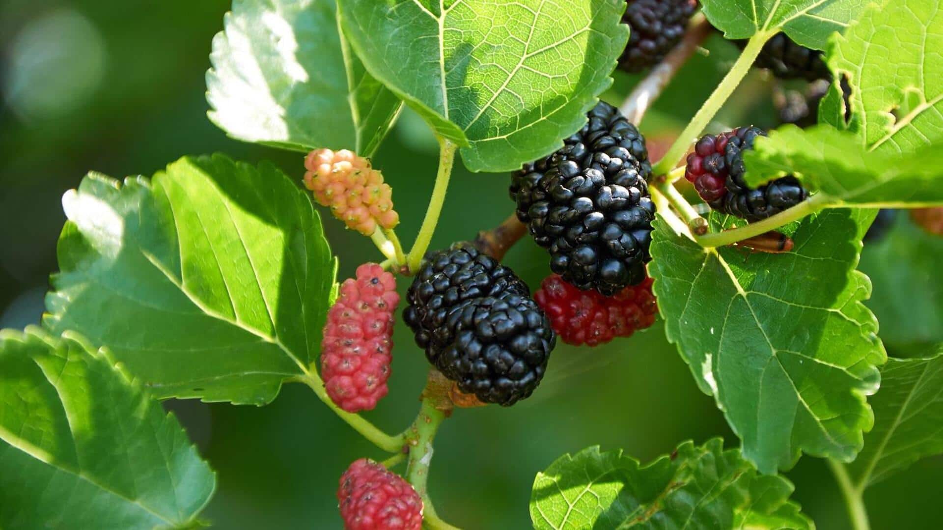 สารสกัดจากใบหม่อน: เคล็ดลับสู่ผิวอ่อนเยาว์และเปล่งปลั่ง