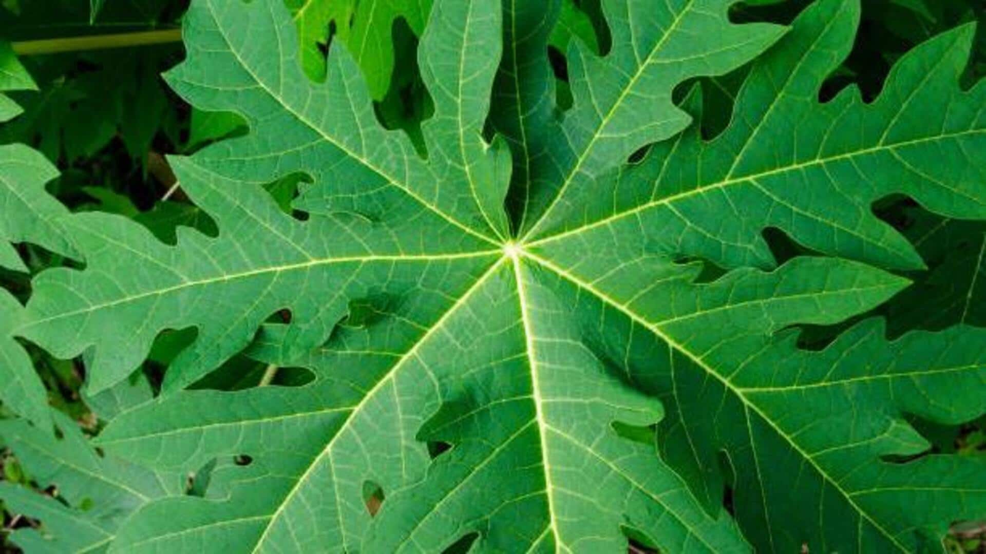 ใบมะละกอ: เผยประโยชน์ด้านความงามเพื่อผิวเปล่งปลั่ง