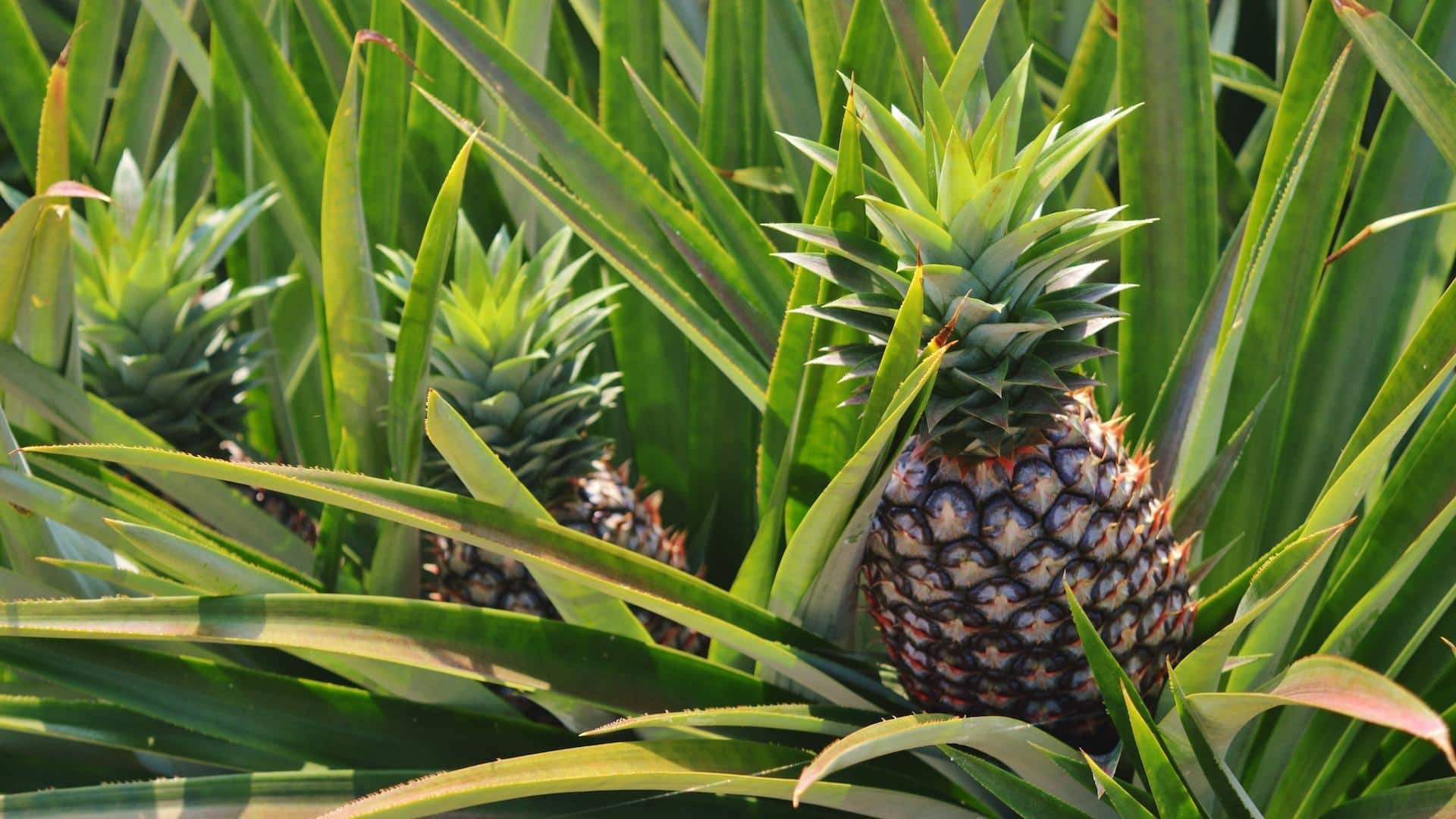 ประโยชน์ด้านความงามของใบสับปะรดเพื่อผิวใสไร้สิว