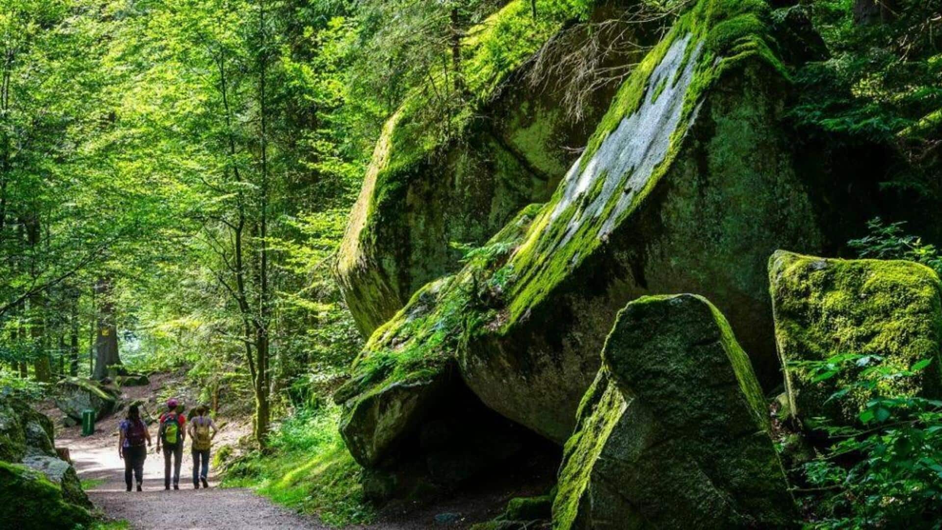 เดินชมทิวทัศน์ป่าไม้ที่สวยงามในเยอรมนี