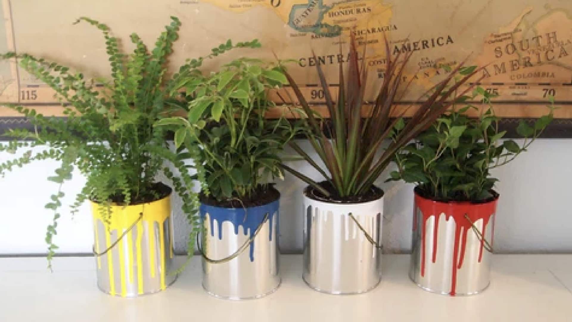 กระถางต้นไม้สุดเก๋จากกระป๋องสีเก่า