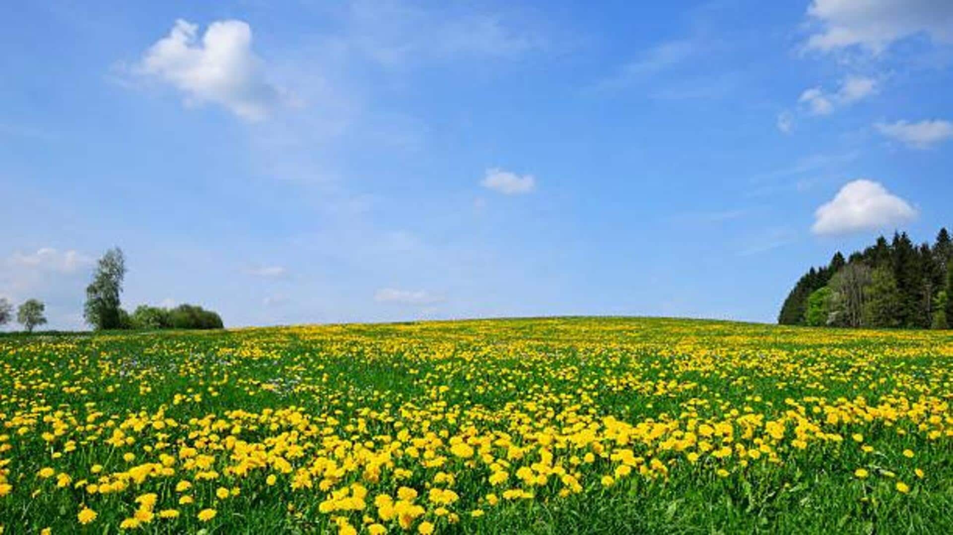 ทุ่งดอกไม้ป่าในเยอรมนีที่เหมาะสำหรับการปิกนิก