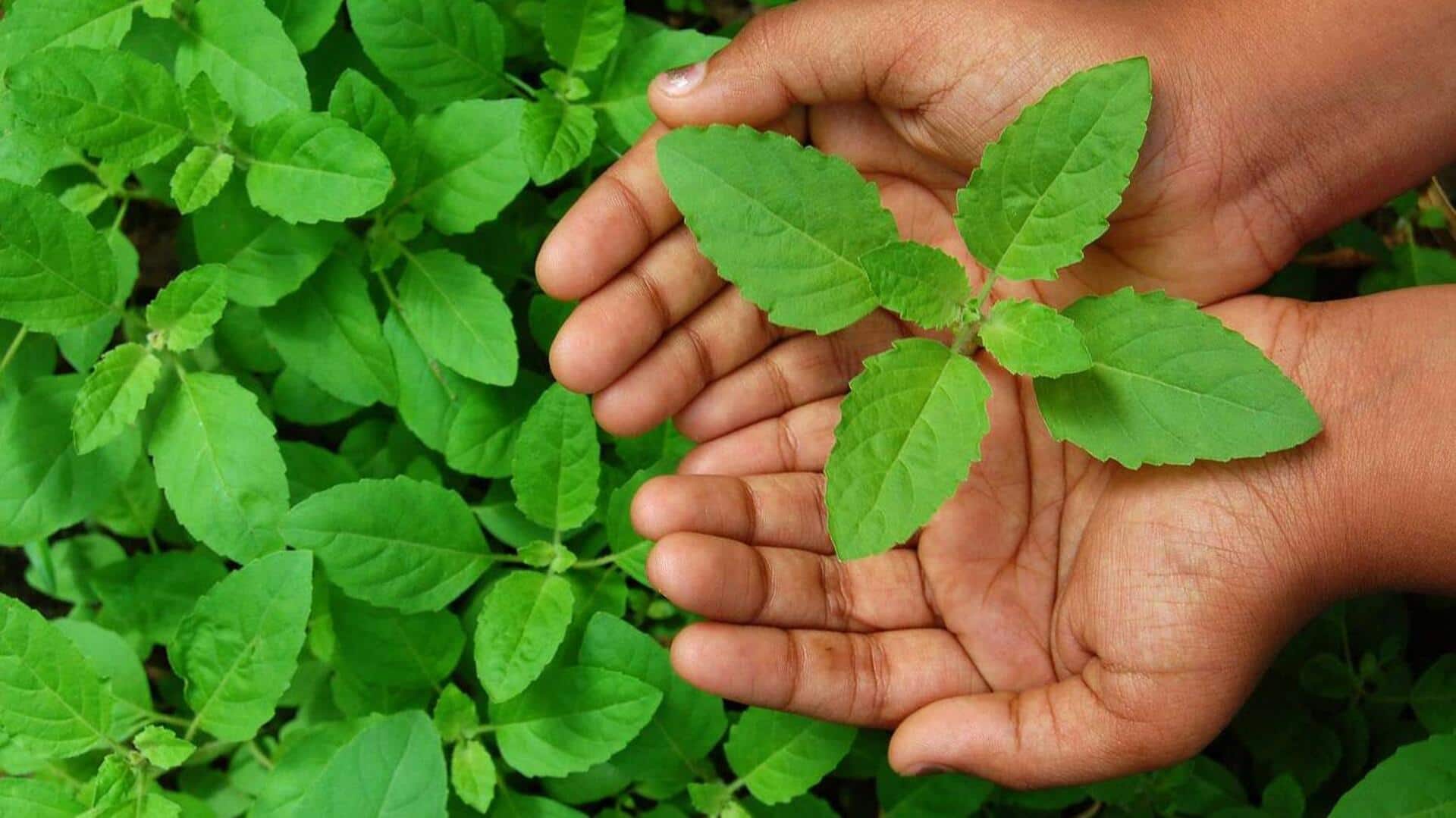 ใบกะเพรา: เคล็ดลับผิวสวยกระจ่างใส