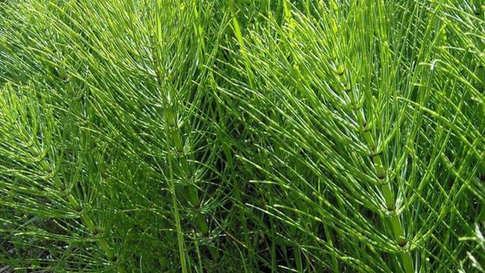 ประโยชน์ความงามของตอพรม้าเพื่อผิวอ่อนเยาว์