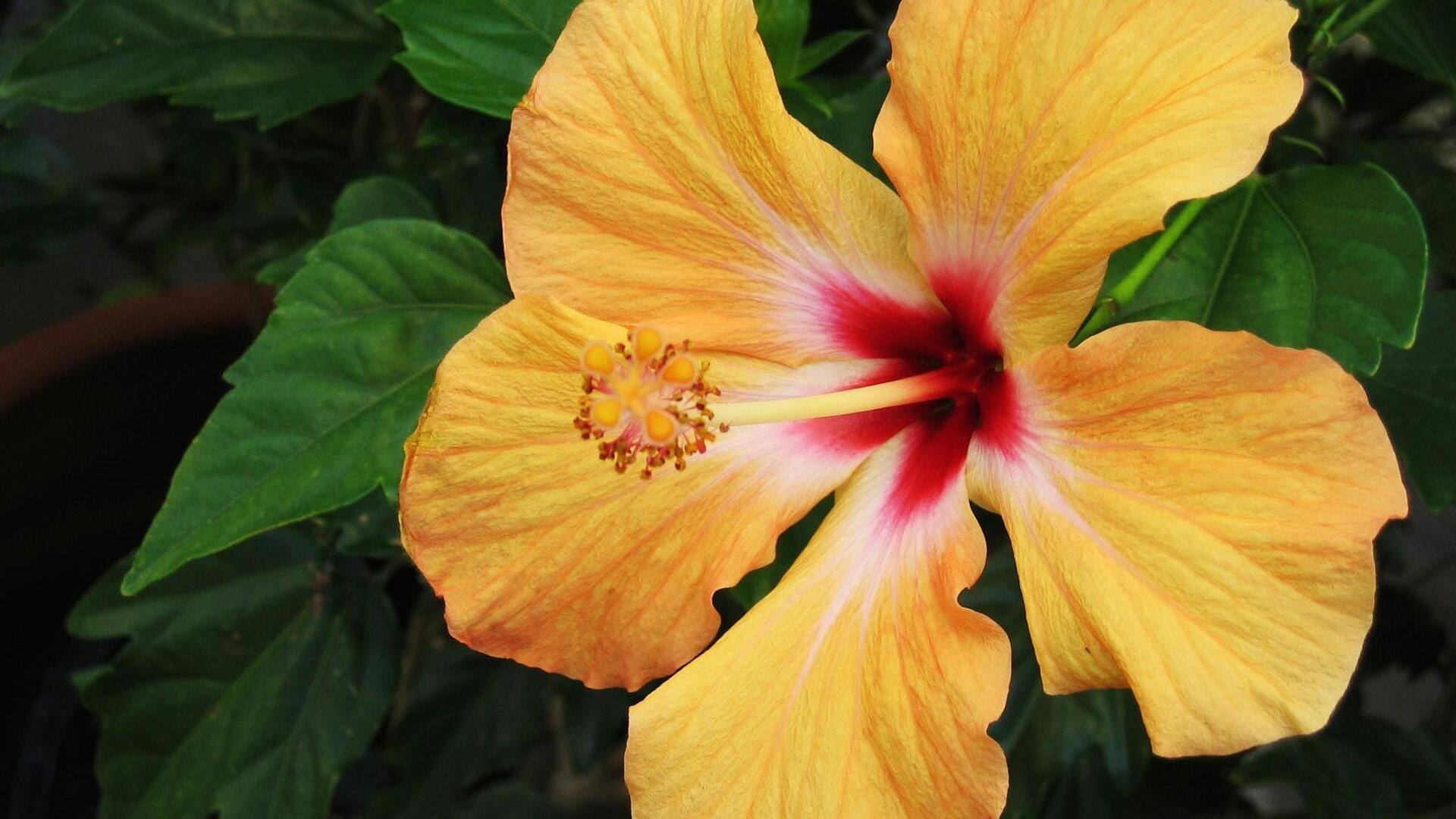 ดอกชบา: ประโยชน์ด้านความงามที่คุณควรรู้