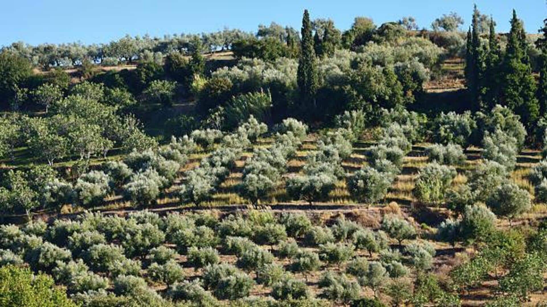 สวนมะกอกโบราณ 5 แห่งที่ต้องไปเยือนในกรีซใต้