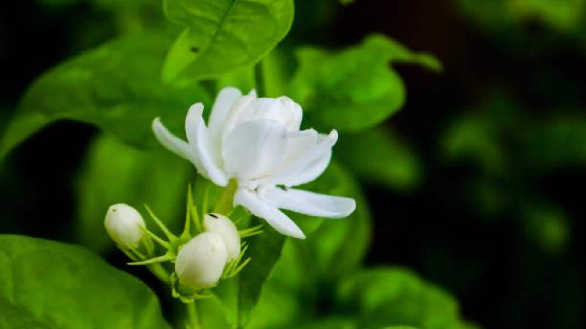 มะลิ: 5 ประโยชน์เพื่อผิวสวย