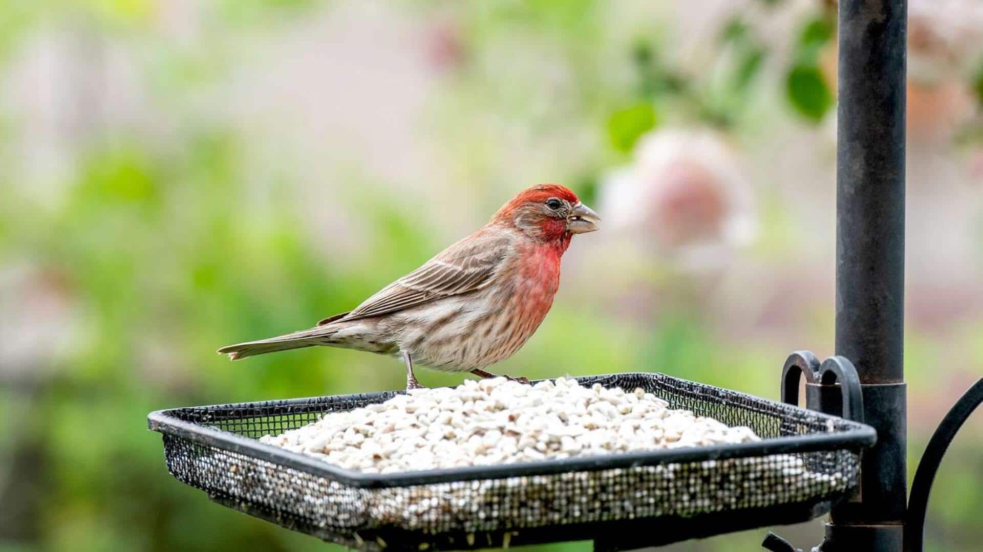 สร้างความสงบด้วยการสังเกตนกในสวนหลังบ้าน