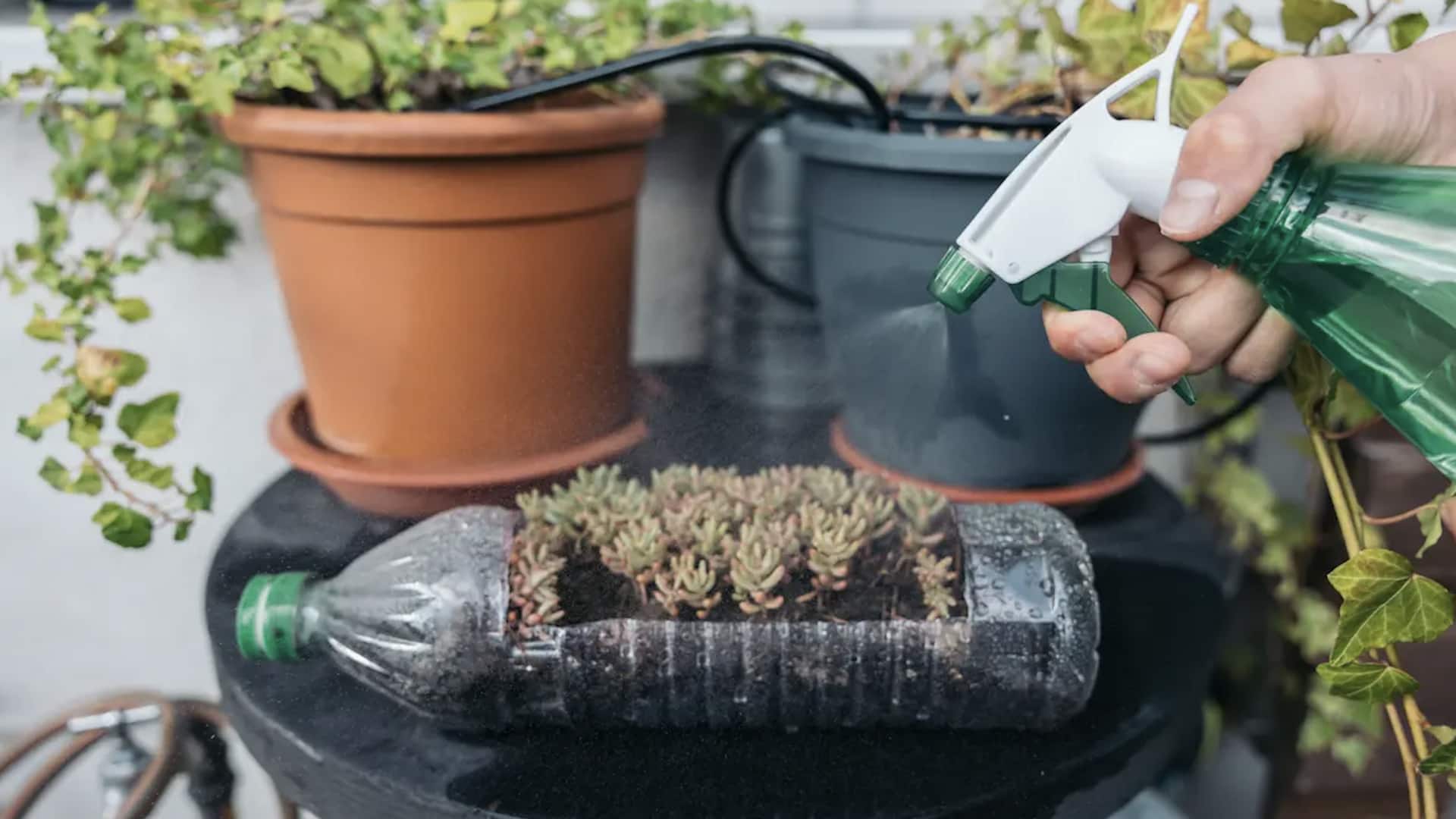 ปลูกสมุนไพรในขวดพลาสติก ลดค่าใช้จ่ายในครัว