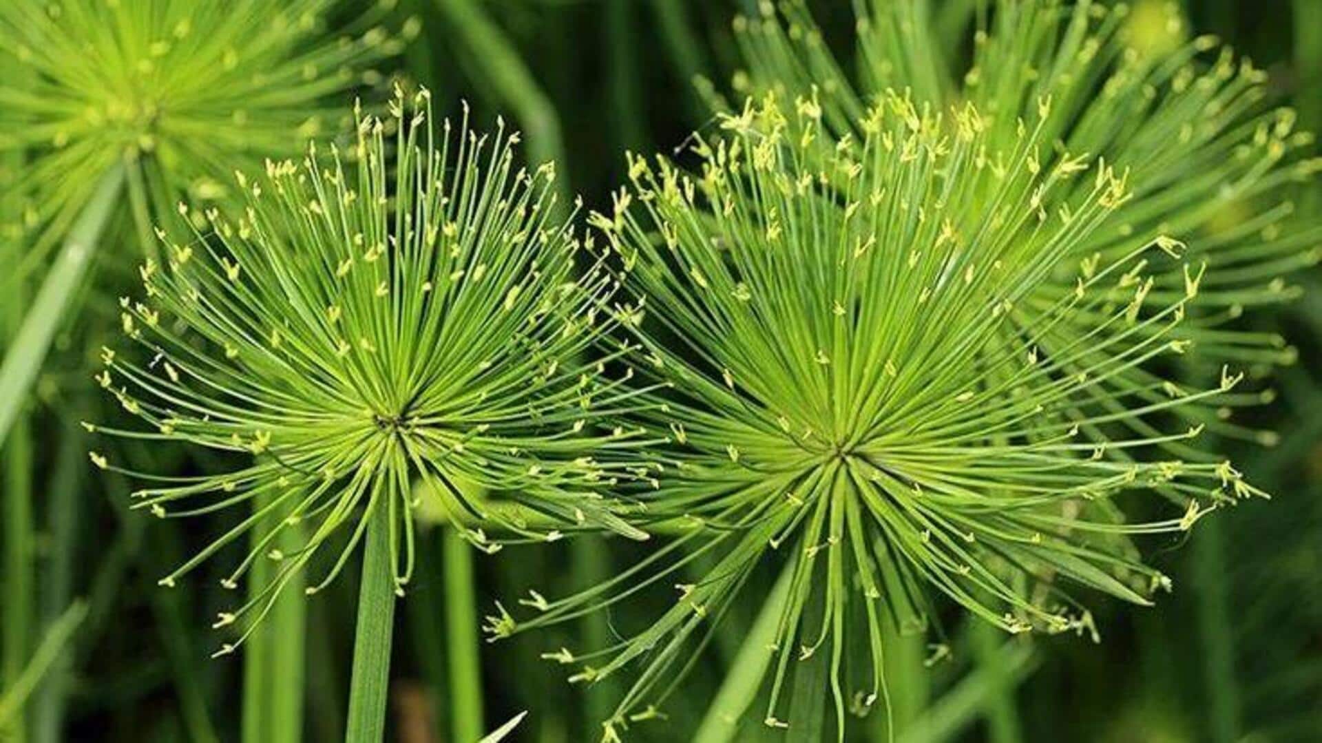 ประโยชน์ด้านความงามของน้ำมันสกัดจากพืชปาปีรัส