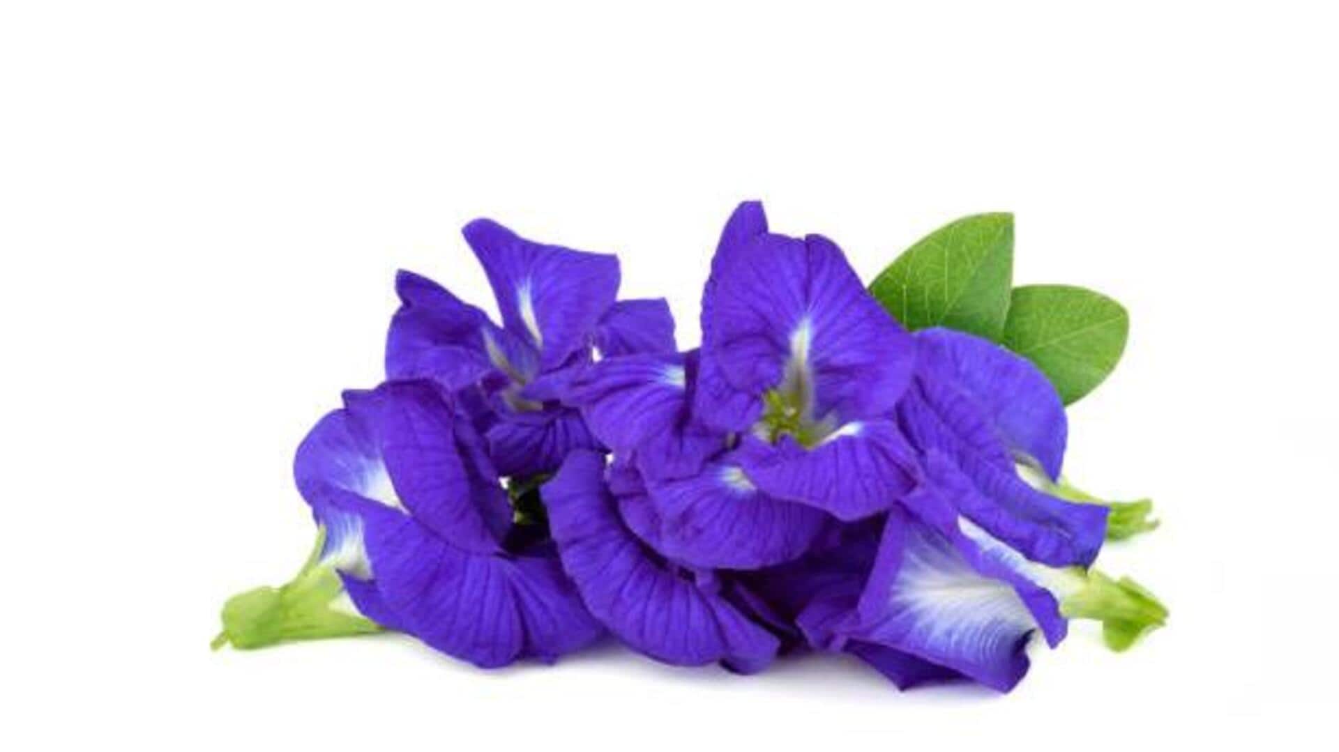 ดอกอัญชัน: เคล็ดลับเพื่อผิวสวยกระจ่างใส