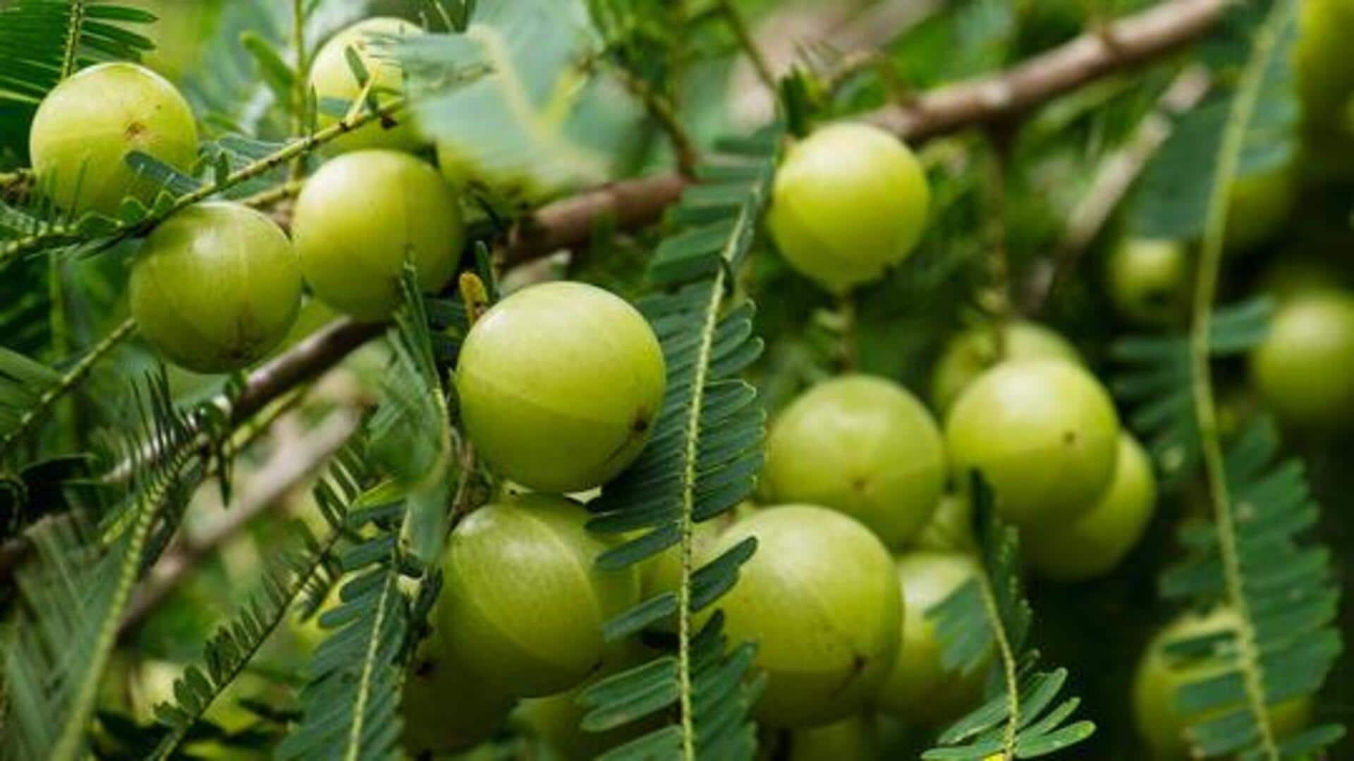 อามลา: เคล็ดลับสู่ผิวสวยอ่อนเยาว์ อามลา: เคล็ดลับสู่ผิวสวยอ่อนเยาว์