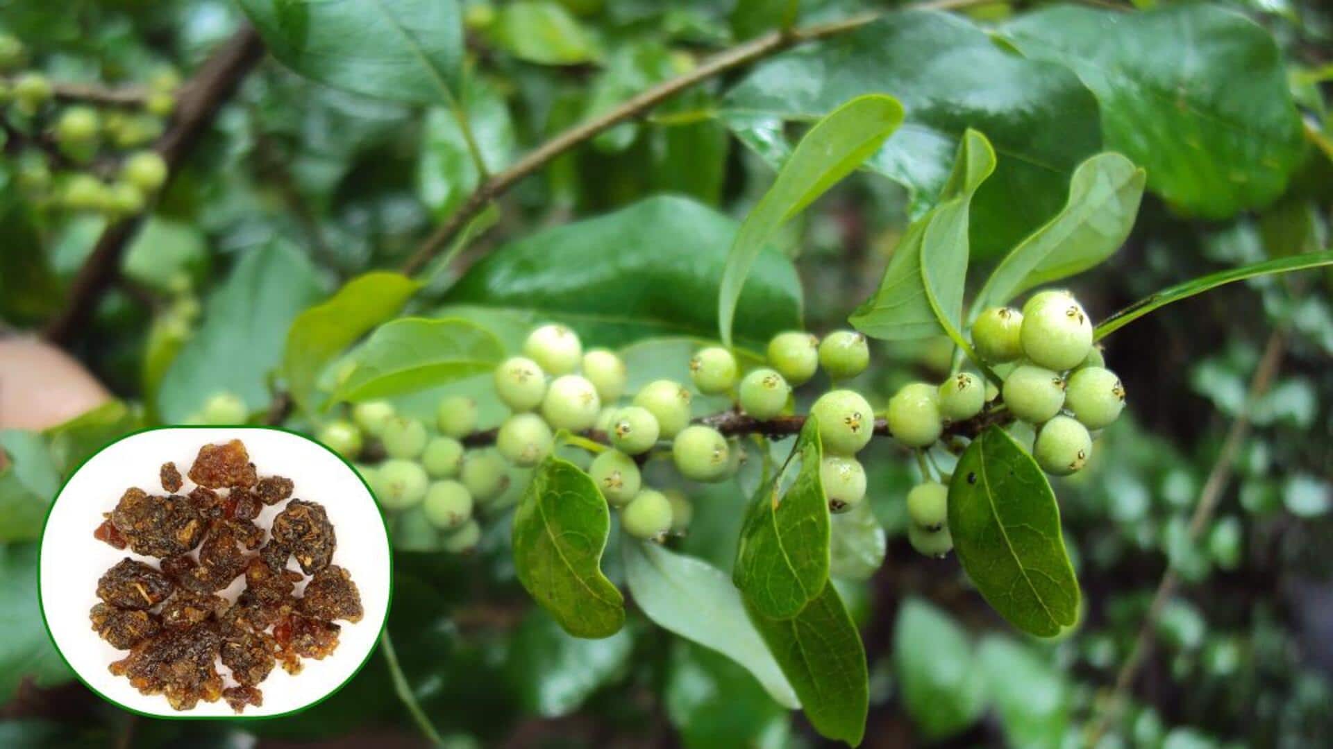 เผยความงามของกุกกุล (Commiphora mukul) เพื่อผิวเปล่งปลั่ง