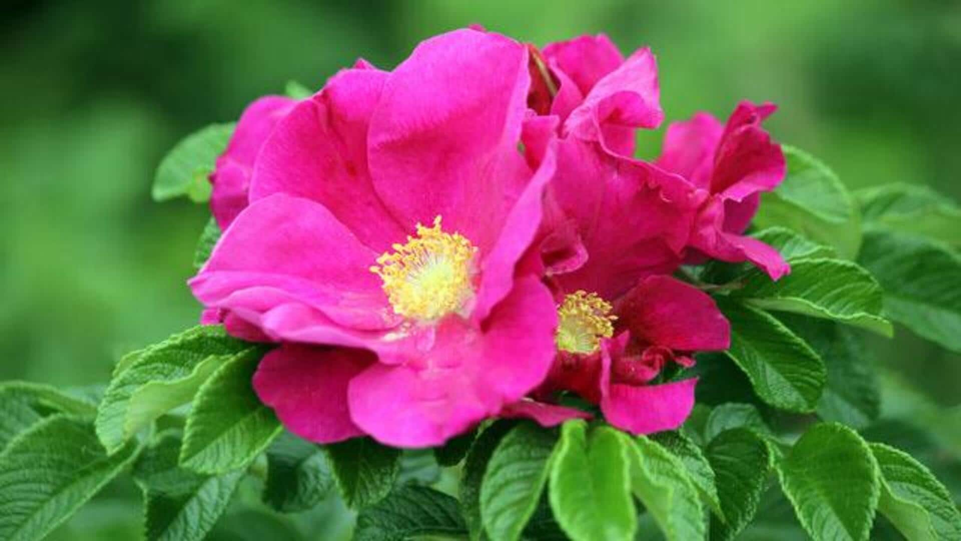 ความงามที่ซ่อนอยู่ในสารสกัด Rosa rugosa ความงามที่ซ่อนอยู่ในสารสกัด Rosa rugosa