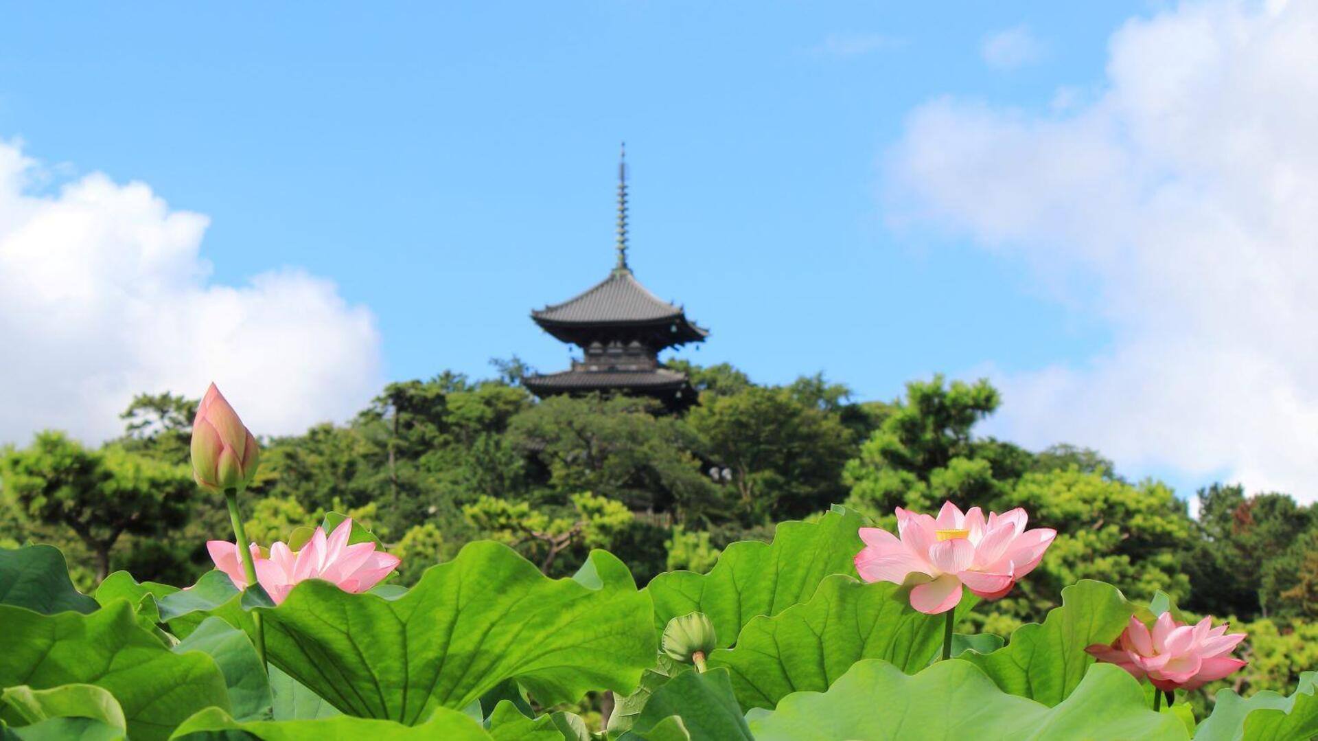 สวนสาธารณะเงียบสงบในโยโกฮาม่า: พื้นที่สีเขียวสำหรับการพักผ่อนใจกลางเมือง