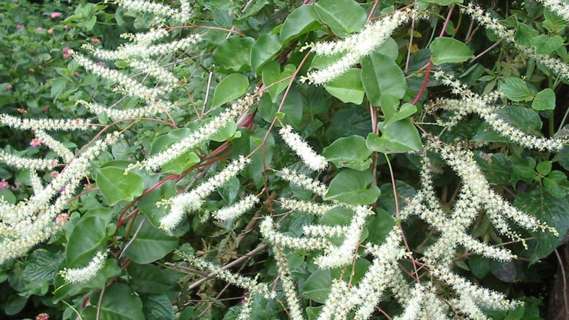 เถามาดีร่า: 5 คุณประโยชน์เพื่อผิวใสสวยอย่างเป็นธรรมชาติ