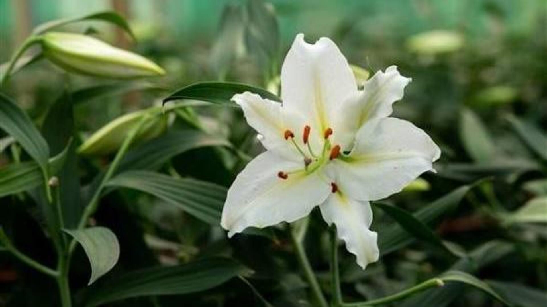 ดอกลิลลี่ขาว: เผยคุณประโยชน์ความงามเพื่อผิวสวยไร้ที่ติ